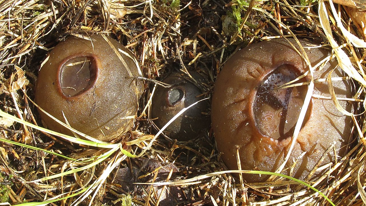 Саркома шаровидный гриб. Саркосома шаровидная Sarcosoma globosum. Саркосома шаровидная гриб. Молодильные грибы Саркосома шаровидная. Саркосома шаровидная (земляное масло).