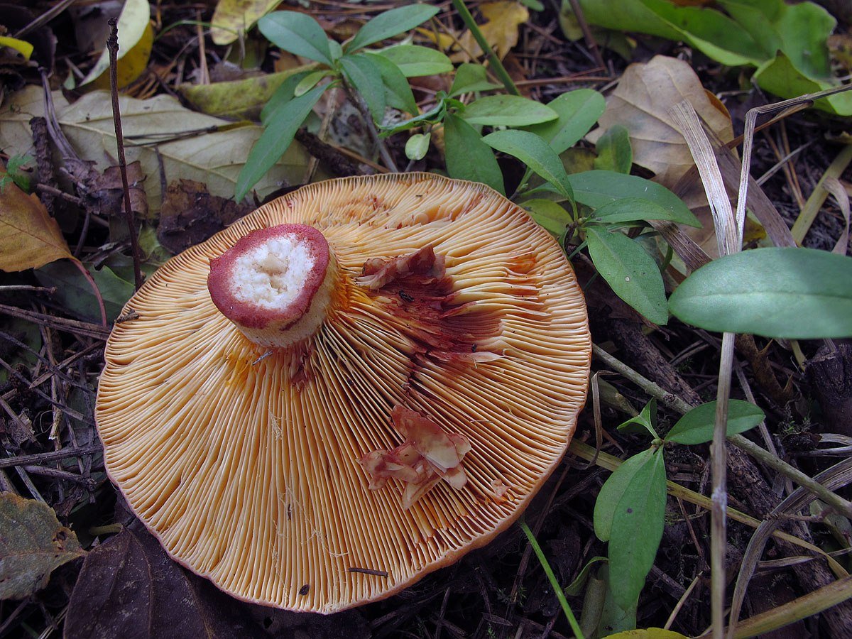Покажи рыжика. Рыжик Сосновый/Боровой (Lactarius deliciosus);. Млечник Рыжик гриб. Рыжик еловый/еловик (Lactarius deterrimus);. Рыжики пластинчатые грибы.