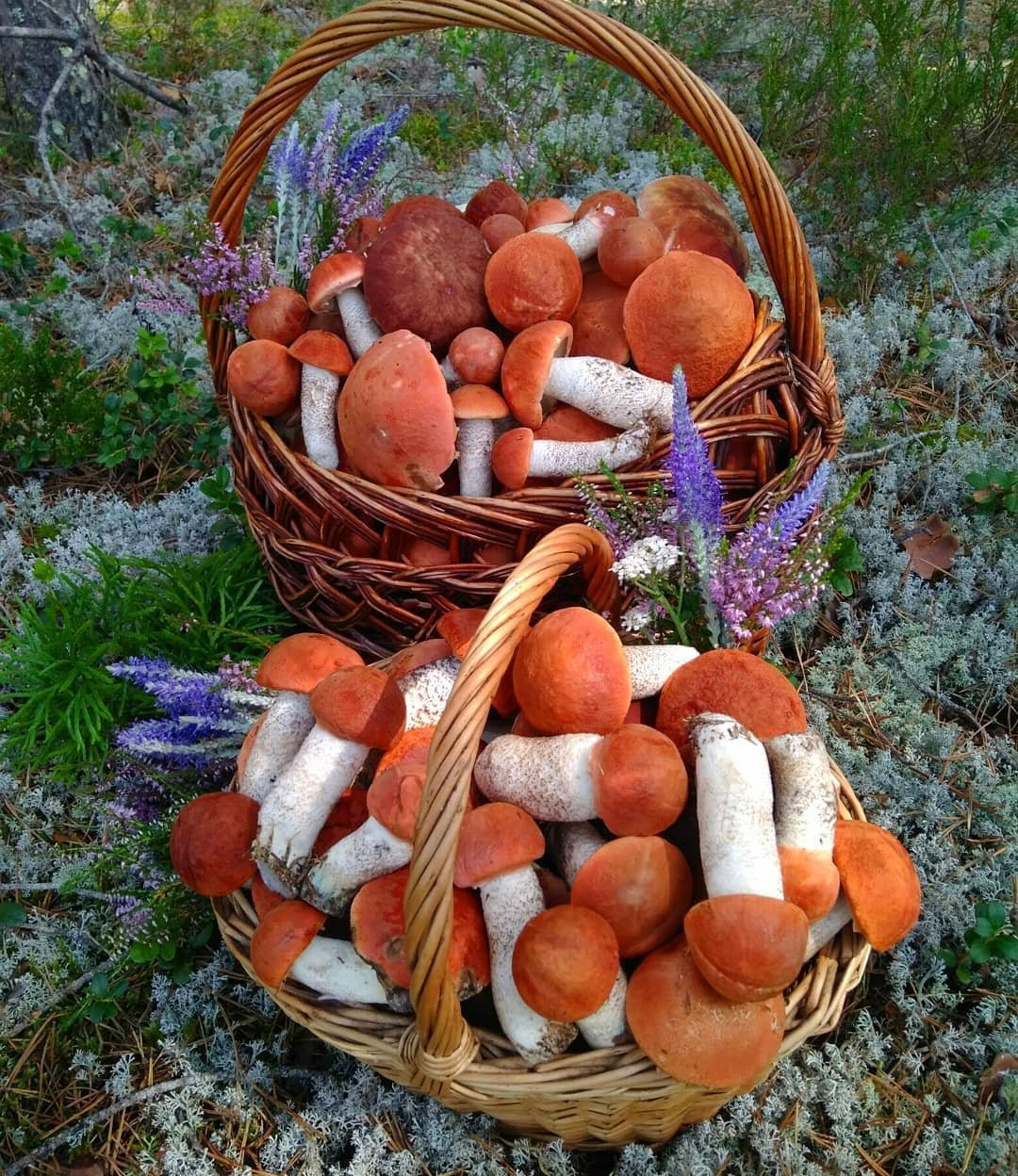Грибы собранные утром. Лукошко грибы красноголовики. Корзинка с грибами. Урожай грибов. Лукошко с грибами.