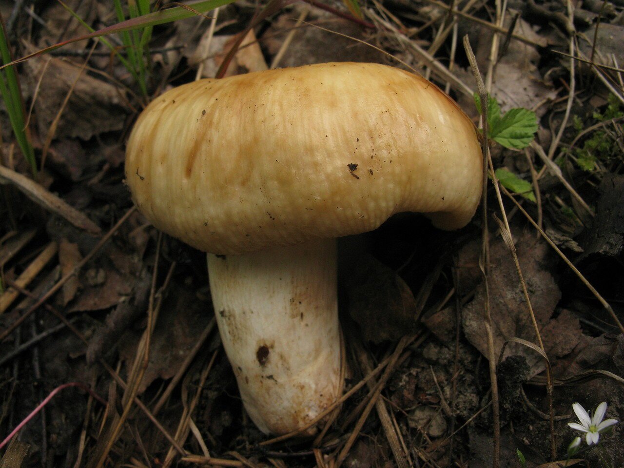 Валуи грибы фото и описание как готовить. Валуй (Russula Foetens). Грибы пластинчатые валуи. Валуи.кубышка. Съедобные пластинчатые грибы Валуй.