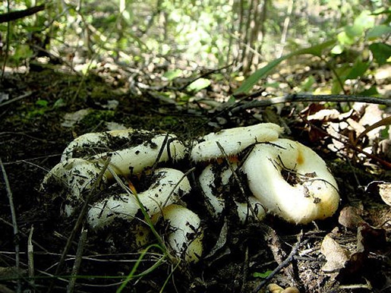 Лесные грибы грузди