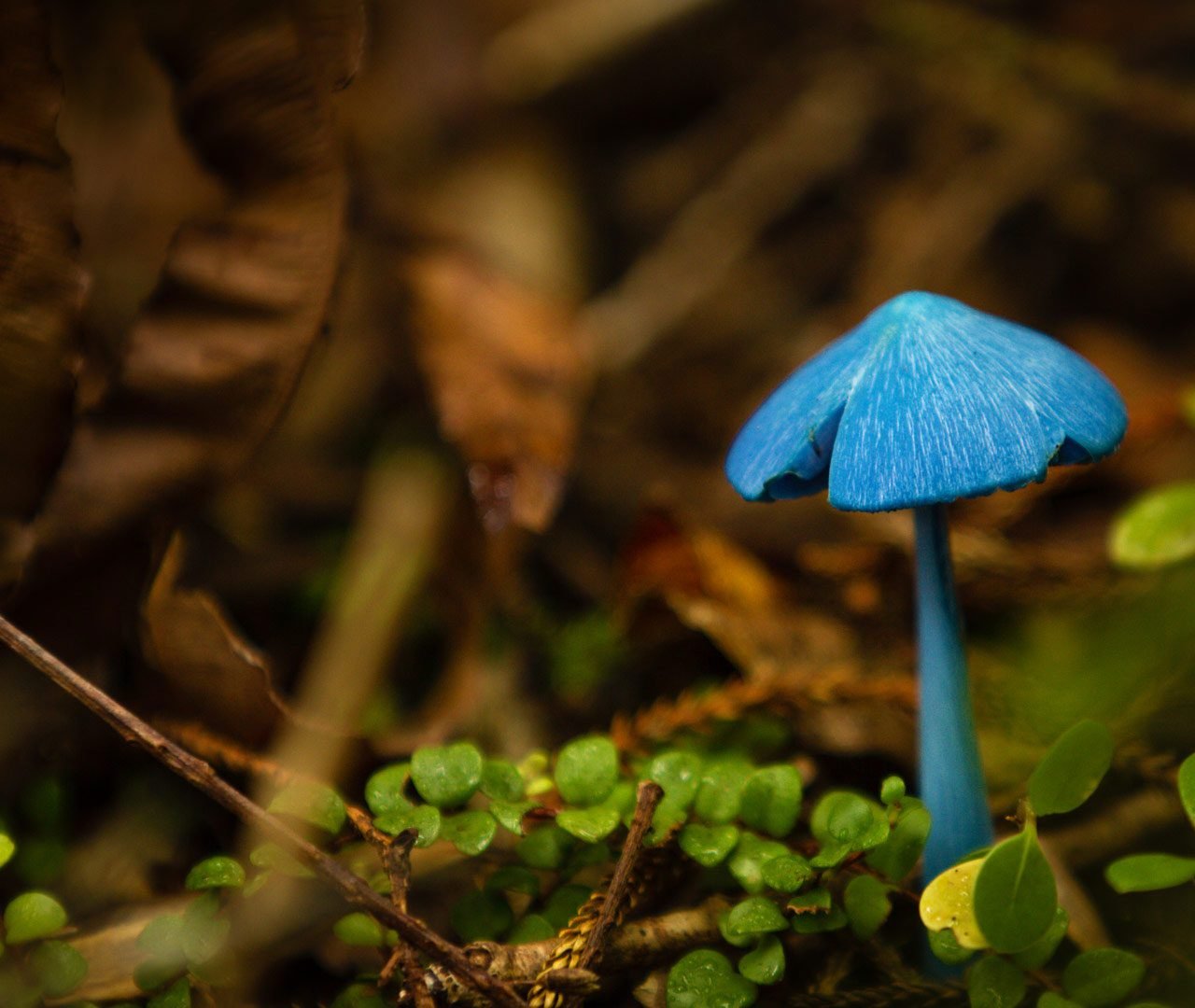 Живой синий гриб