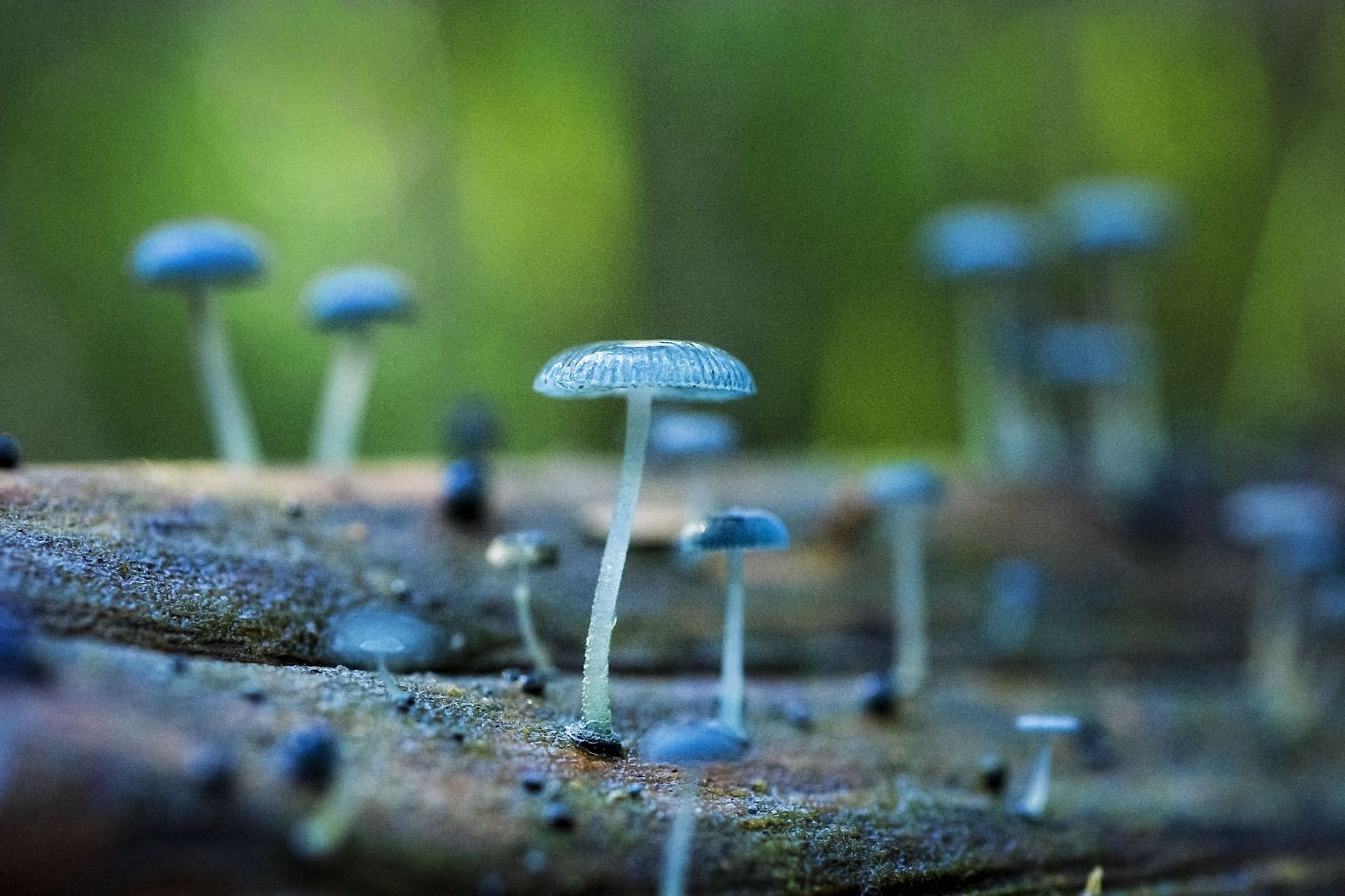 Гриб Mycena interrupta