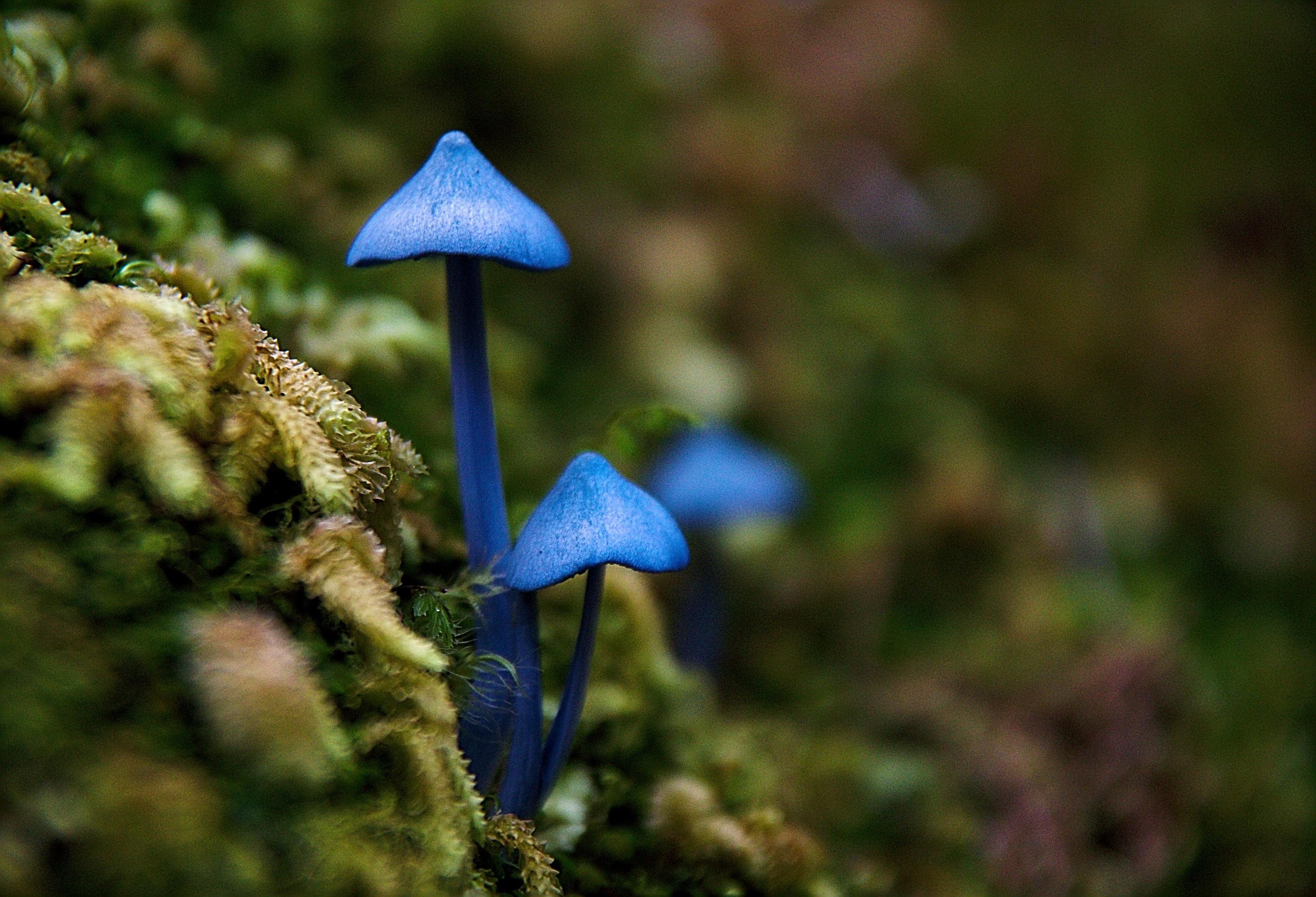 Голубой гриб Entoloma hochstetteri