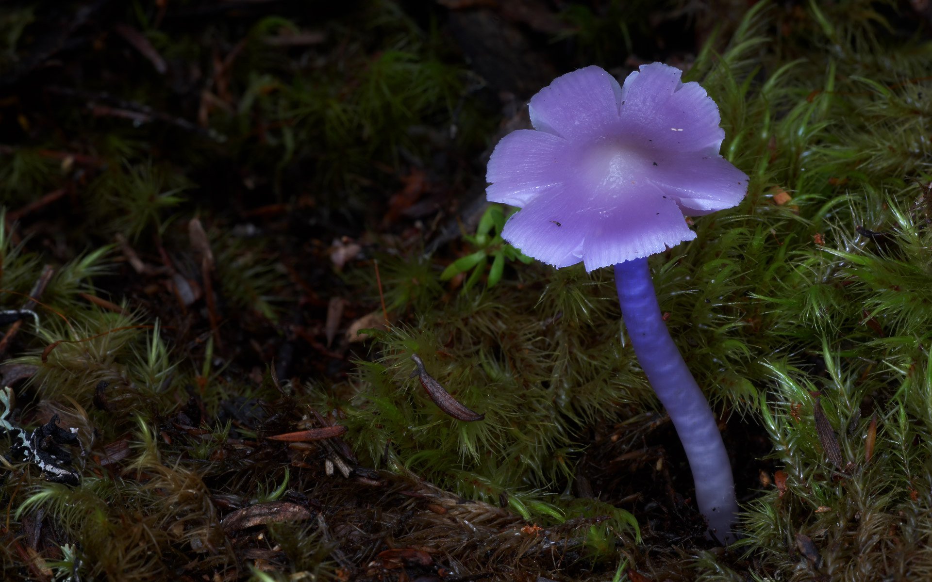 Самый редкий гриб. Гриб Podoserpula Miranda. Грибы Кампанелла необычные грибы. Thelephora caryophyllea. Редкие красивые грибы.