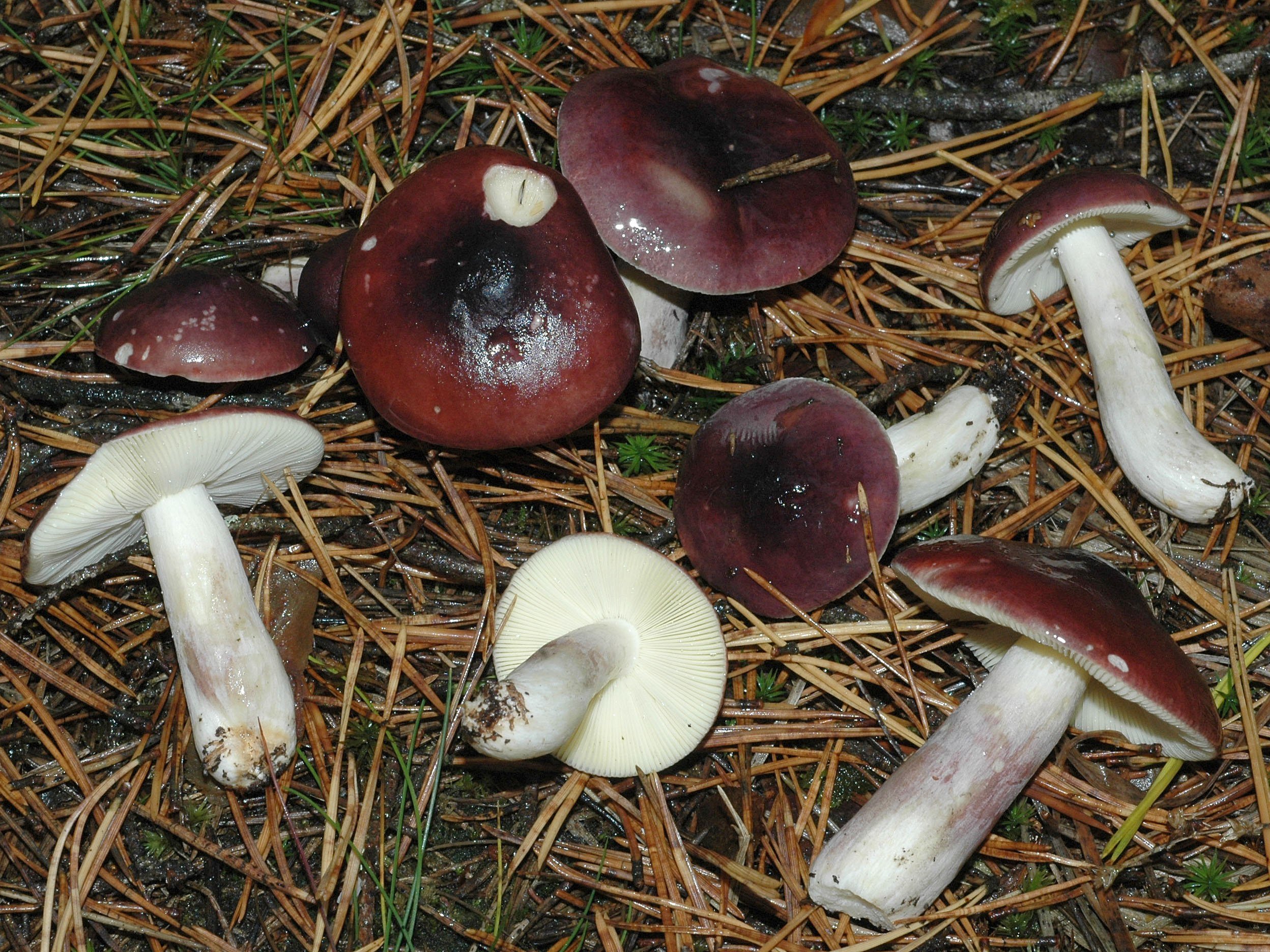 Гриб каталог фото. Сыроежка сардониксовая Russula Sardonia. Агашки грибы. Russula 186. Маслята и сыроежки.