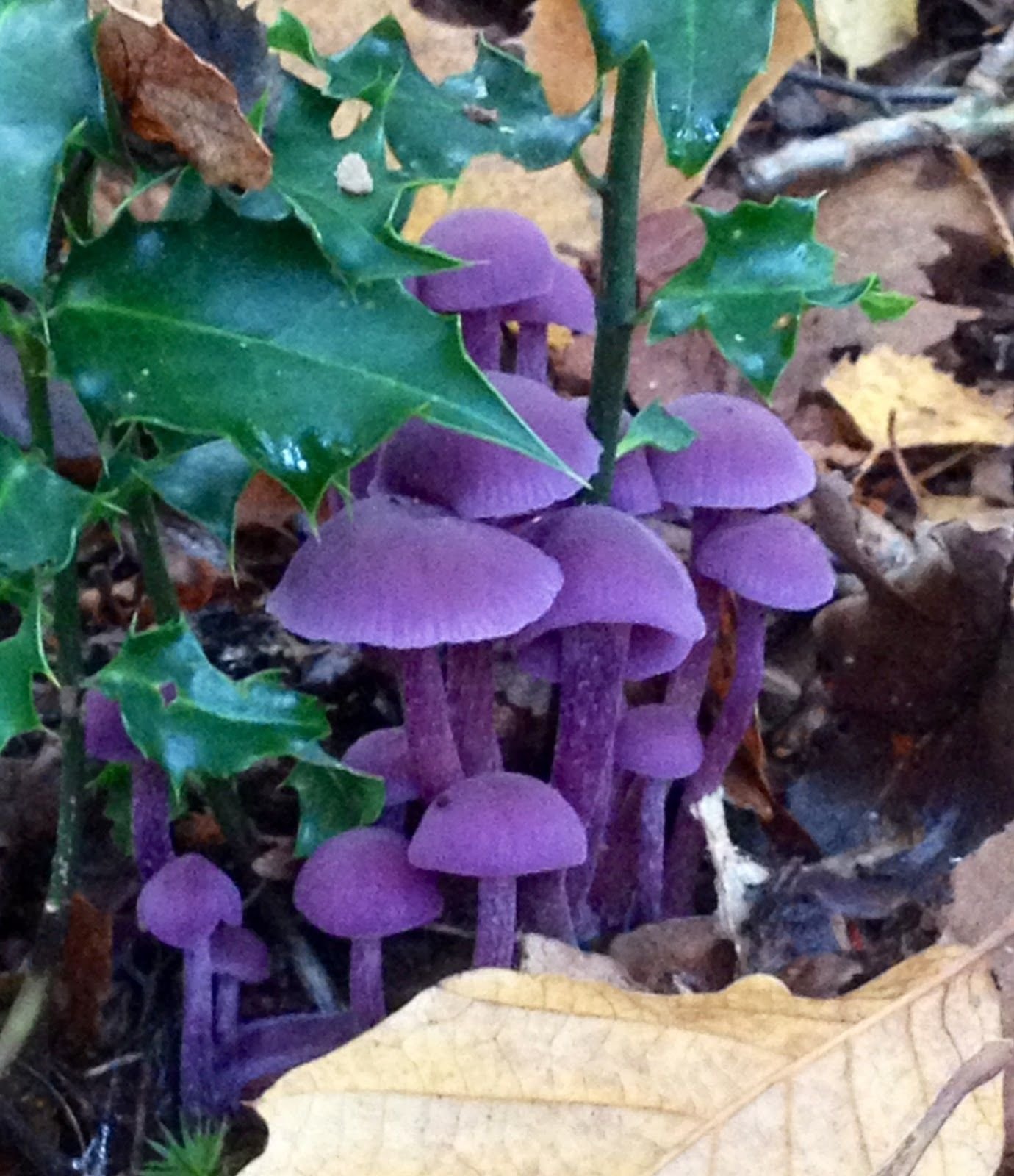 Фиолетовый гриб фото. Лаковица Аметистовая. Лаковица Аметистовая / Amethyst Deceiver. Гриб Laccaria amethystina.. Лаковица фиолетовая гриб.