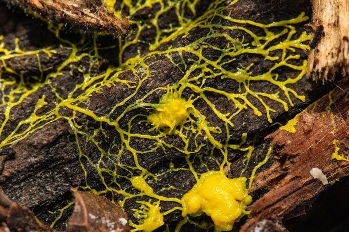 Слизистые грибы. Гриб Physarum polycephalum. Физарум ПОЛИЦЕФАЛУМ слизевики. Слизевик блоб. Гриб желтый слизевик.