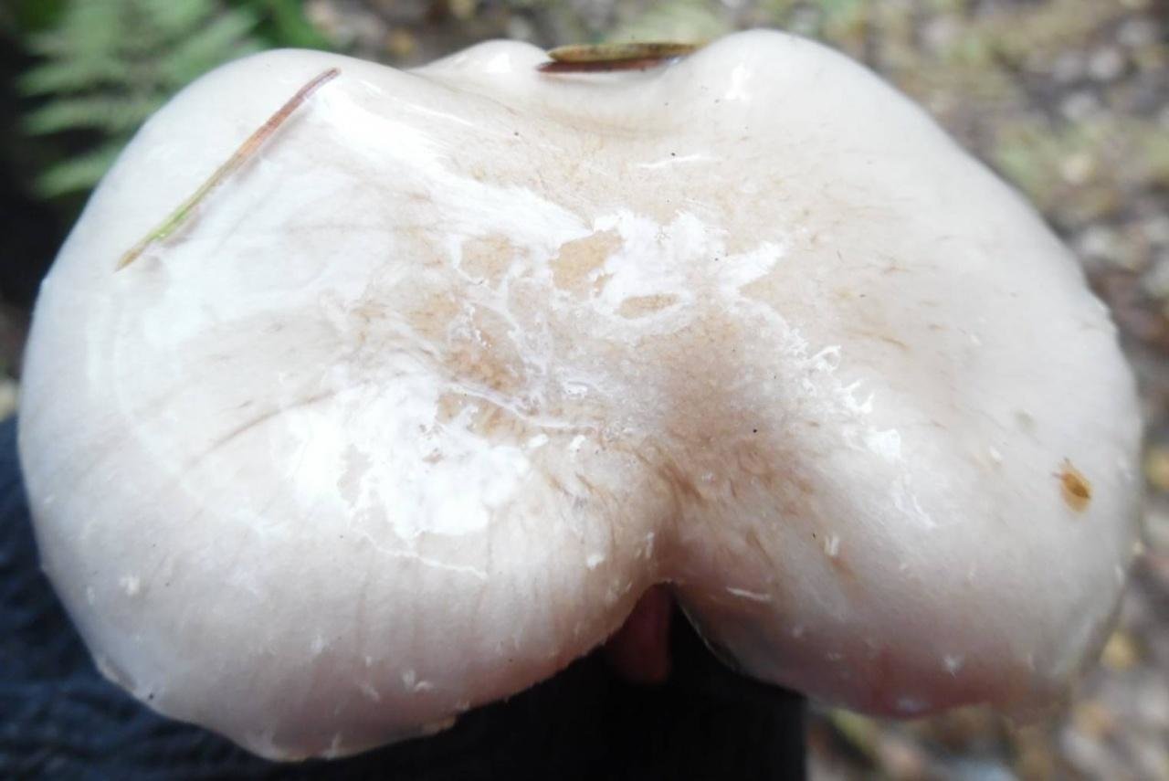 Слизистые грибы. Гриб белого цвета со слизью. Грибы похожие на слизь. Грибы покрытые слизью.