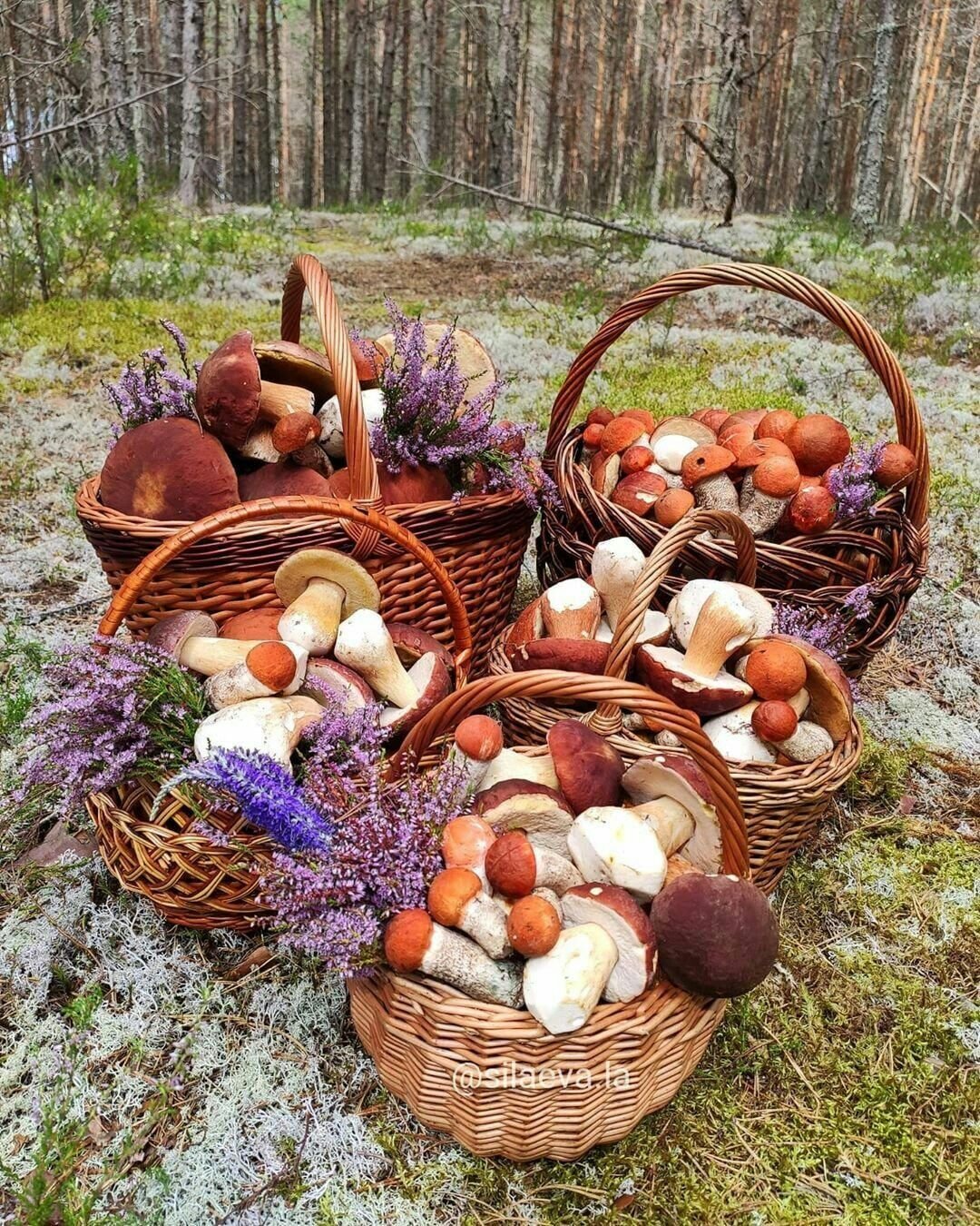 Свежие грибы и ягоды. Корзинка с грибами. Корзина с грибами и ягодами. Корзинка с грибами и ягодами. Осень грибы в лукошке.