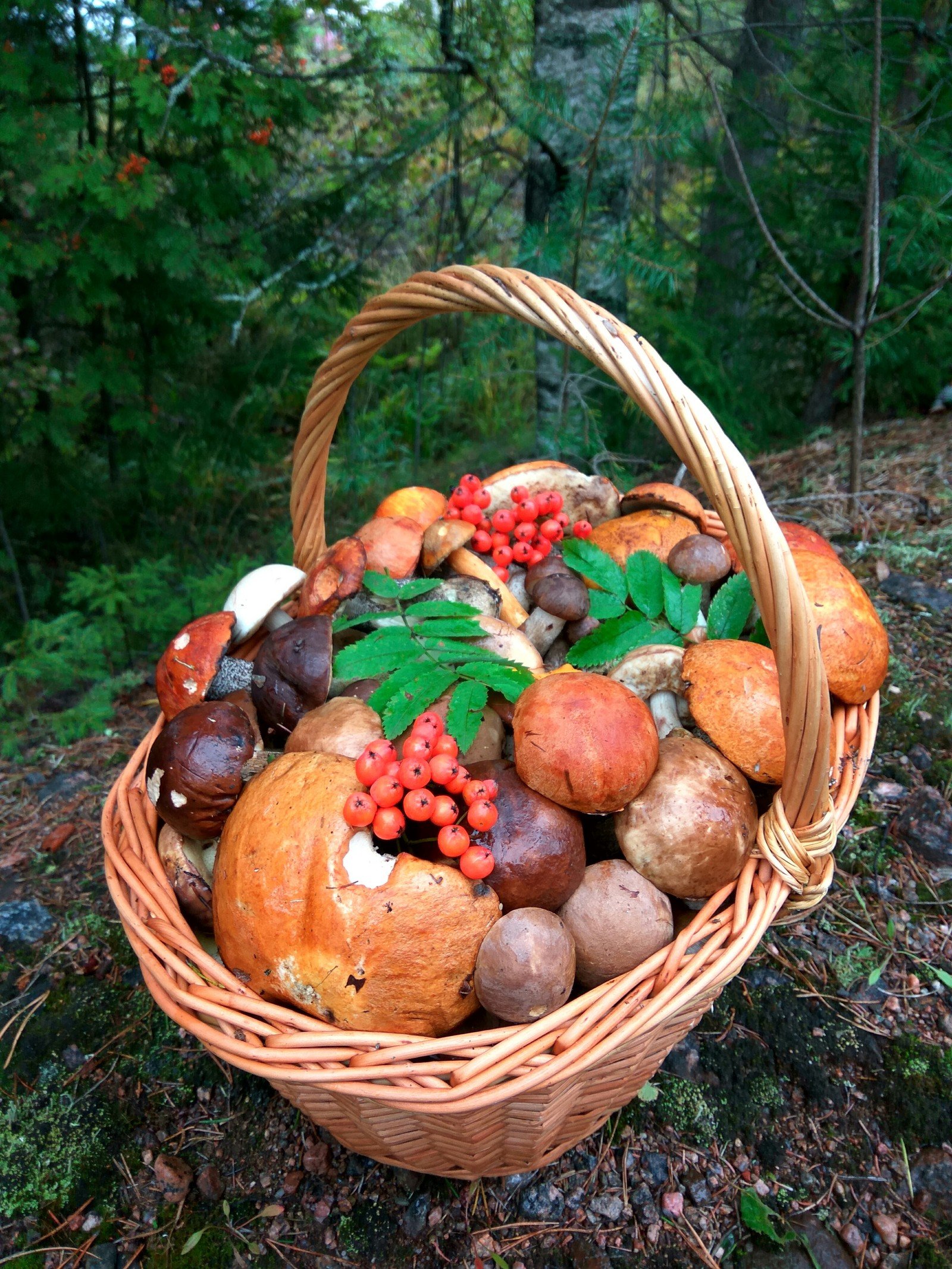 Свежие грибы и ягоды. Лесные дары осени. Корзина с грибами. Корзинка с грибами и ягодами. Осенние дары леса.