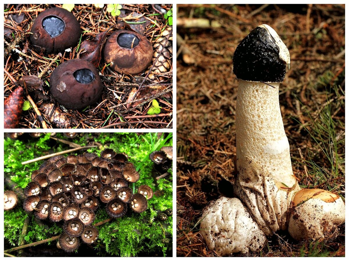 Ведьмин гриб где растет. Гриб Ведьмин Боровик. Гриб Ведьмин котелок. Необычные грибы. Необычные съедобные грибы.