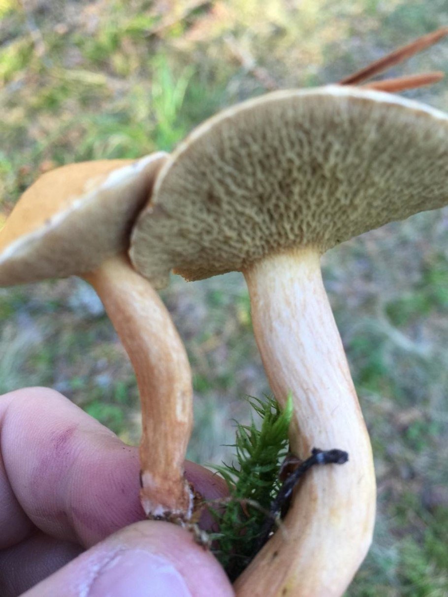 козляки грибы фото съедобный