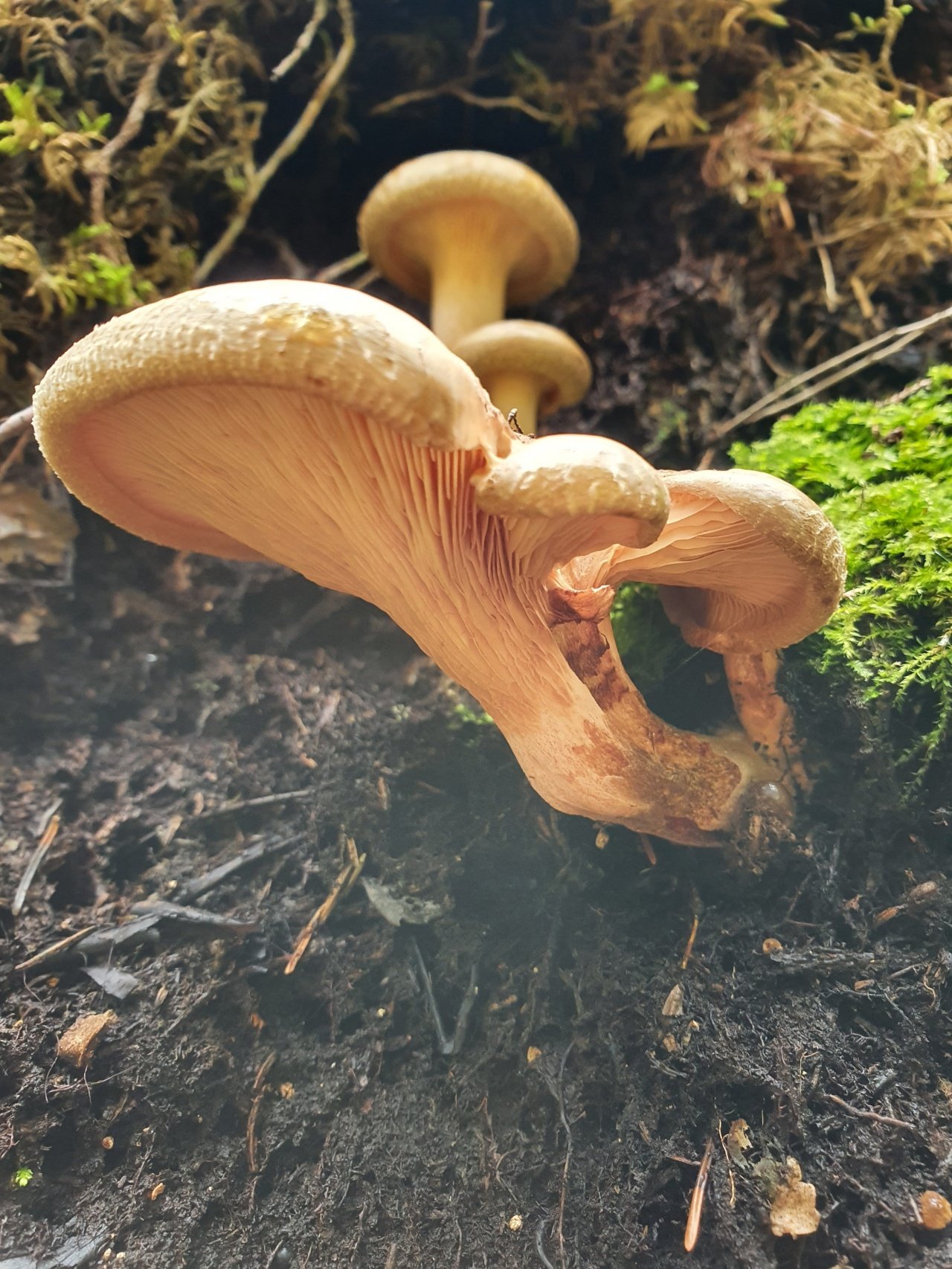 Гриб свинушка. Свинушка млечник. Свинушка тонкая Paxillus involutus. Свинушка Ольховая съедобная. Paxillus involutus гриб.