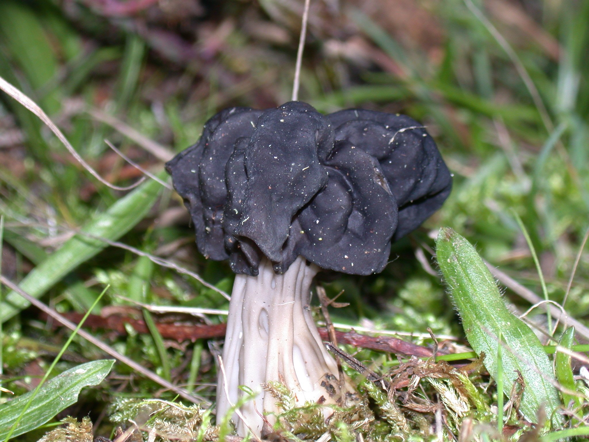Черные грибы виды. Лопастник ямчатый. Гриб лопастник ямчатый. Лопастник ямчатый (Helvella lacunosa). Гриб лопастник ямчатый черный.