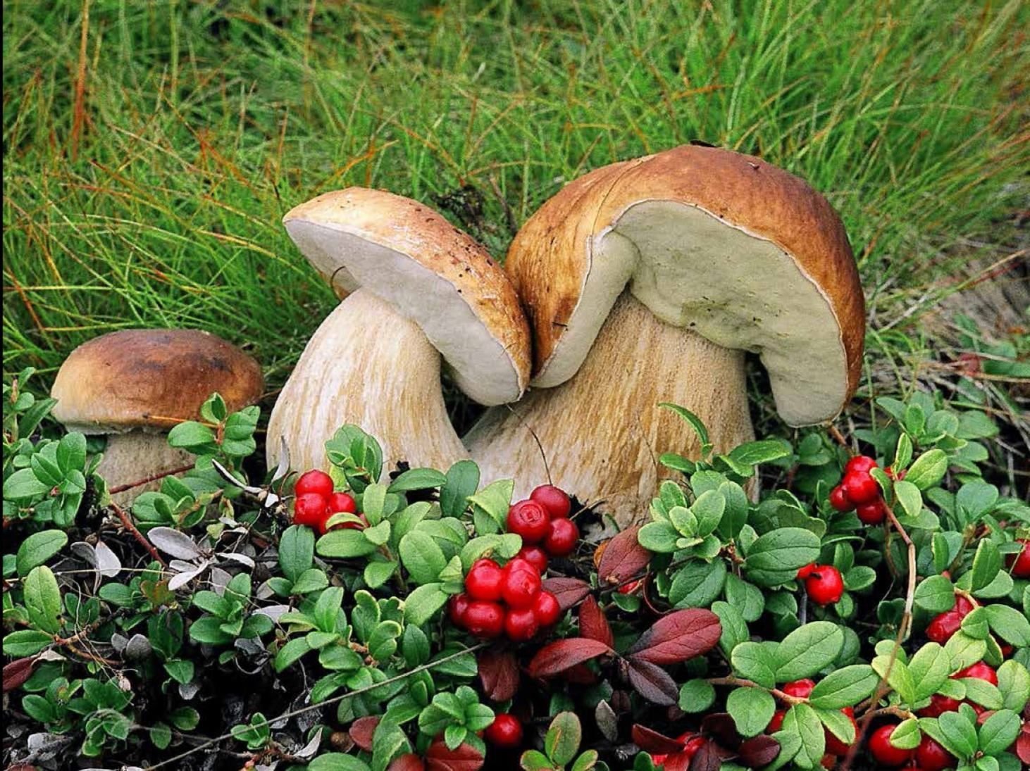 Мир природы грибы. Грибы и ягоды. Грибы в лесу. Лес грибы ягоды. Белый гриб.