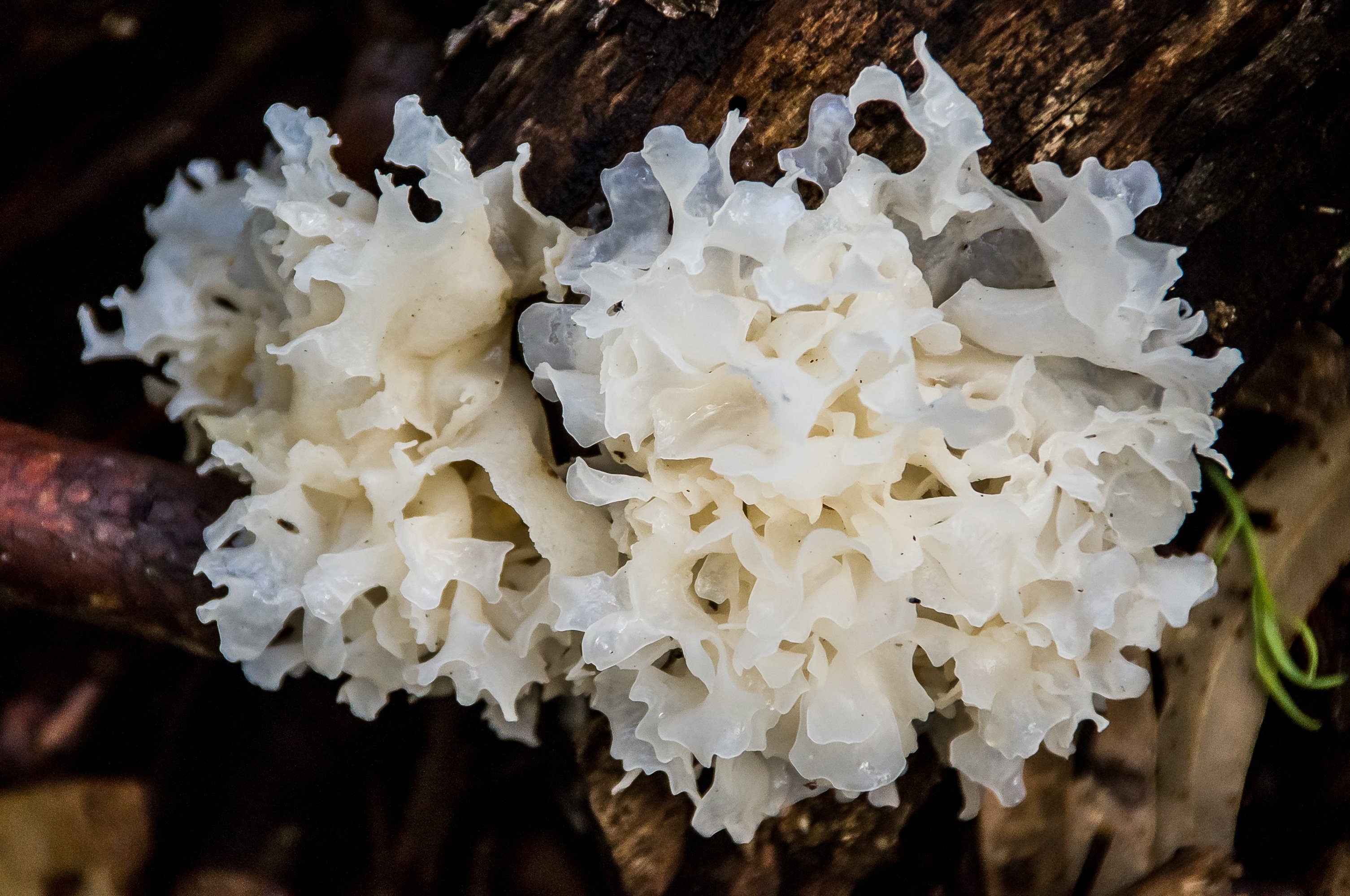Морской гриб инадзума где. Тремелла фукусовидная. Tremella fuciformis грибы. Грибы ледяной гриб тремелла. Древесный гриб тремелла.