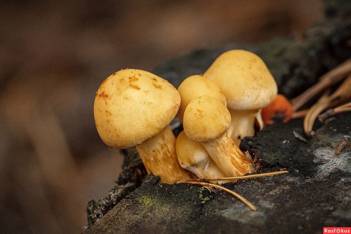 Гриб золотистая. Гриб желтяк. Синеглазки грибы. Горькие грибы. Золотистый Боровик фото.