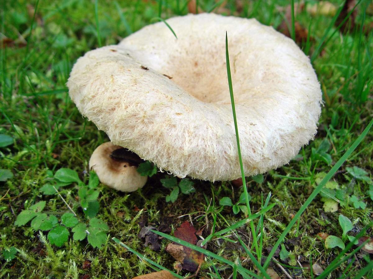 Какие грибы растут в сентябре