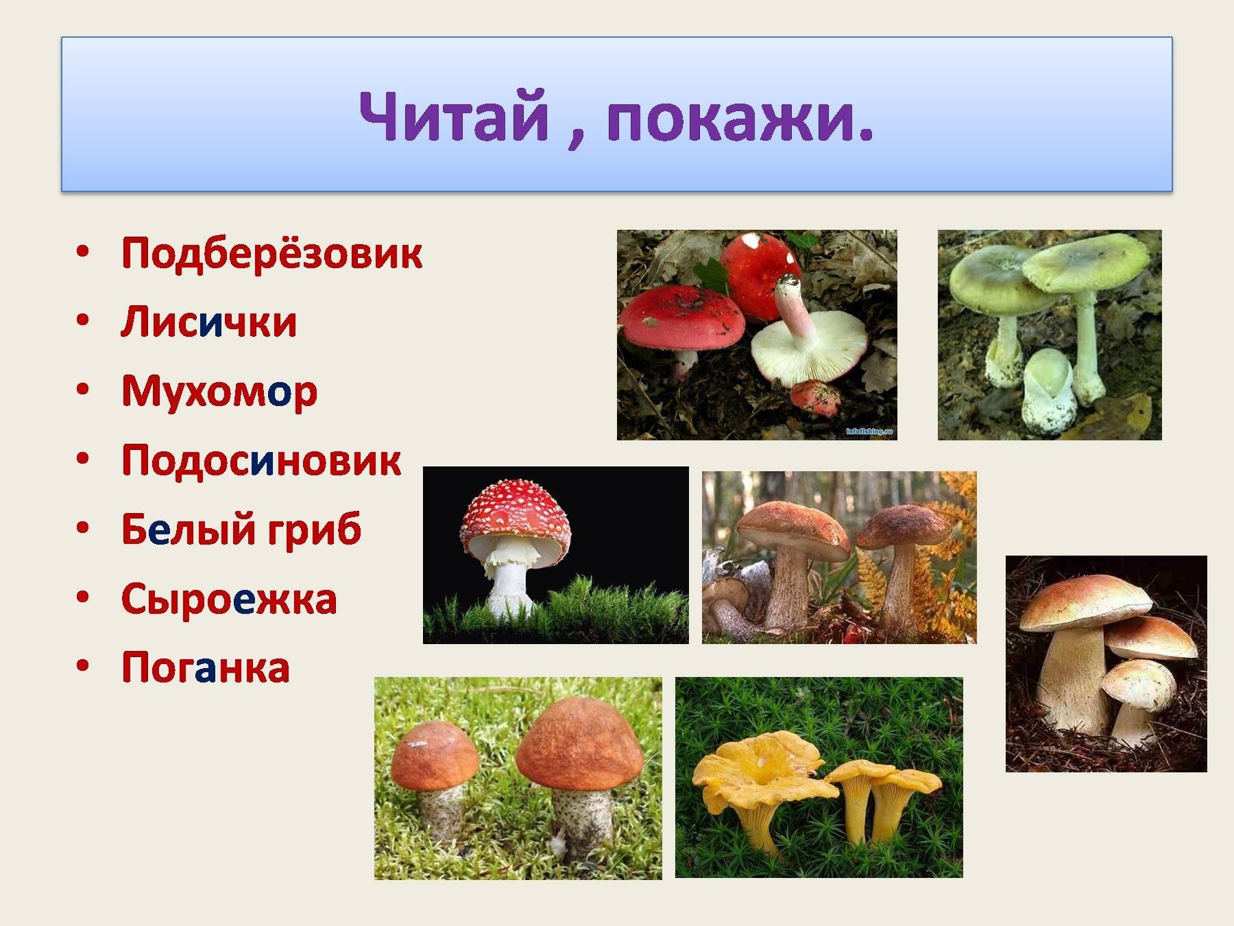 Активный образ жизни относится к грибам. Мухомор к какой группе грибов относится. К какой группе относится гриб мухомор. К какой группе относится белый гриб. К какой группе грибов относится белый гриб.