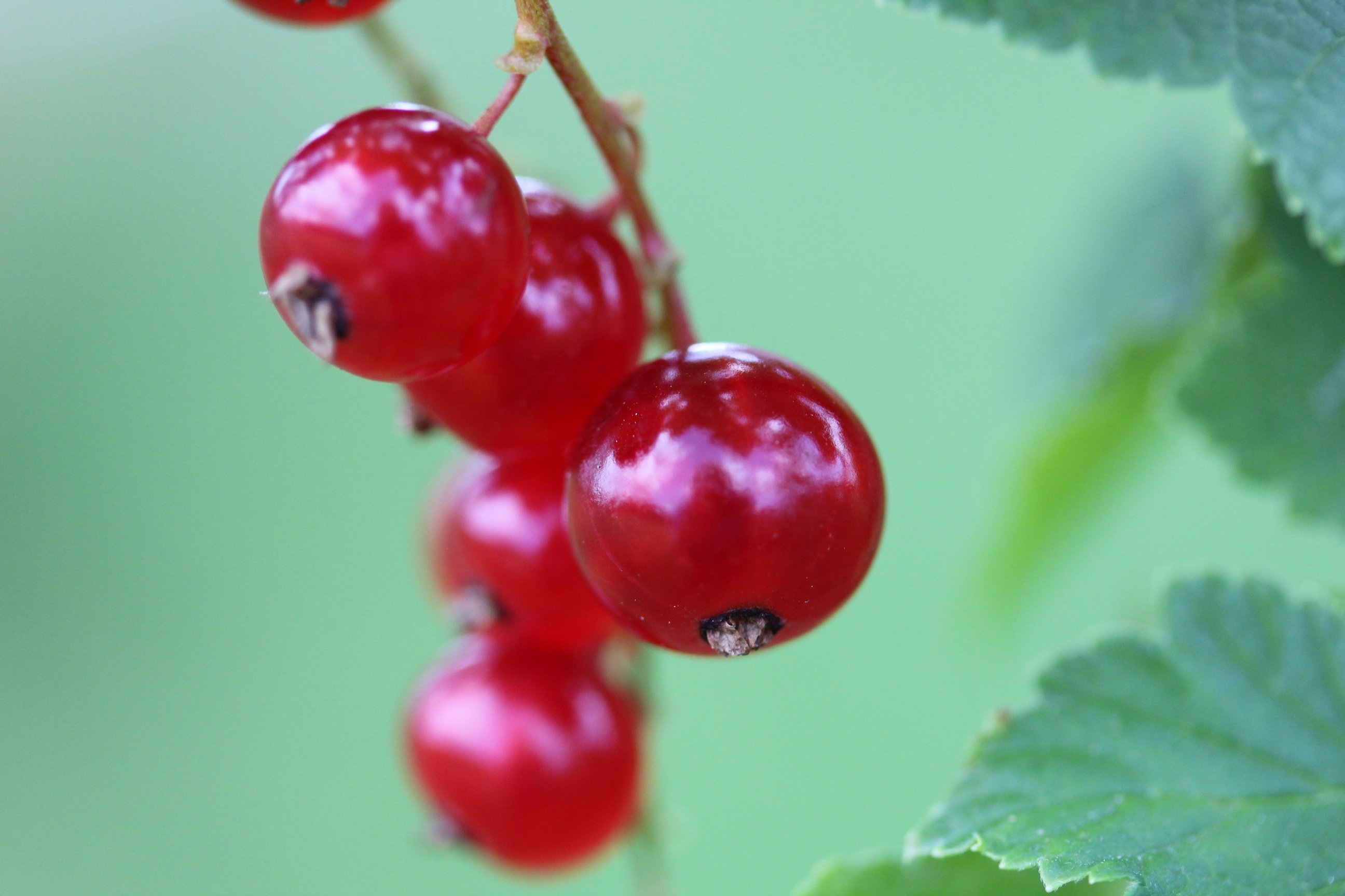 Красные ягоды. Red Berry ягода. Красная круглая ягода. Красная ягода в крапинку. Смородина осенняя вишня.