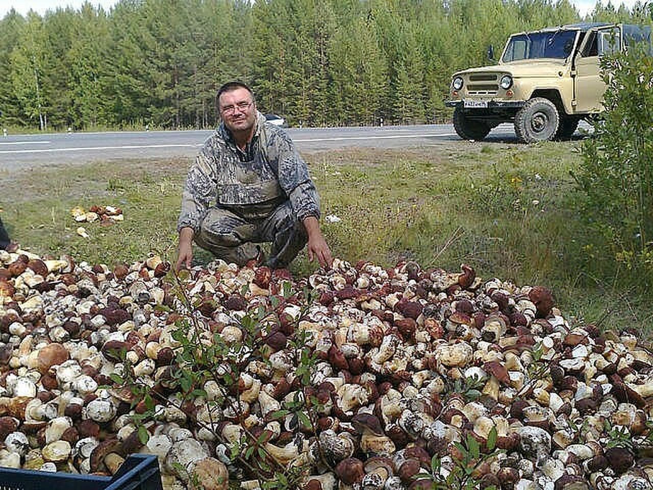 Можно собирать грибы в заказнике