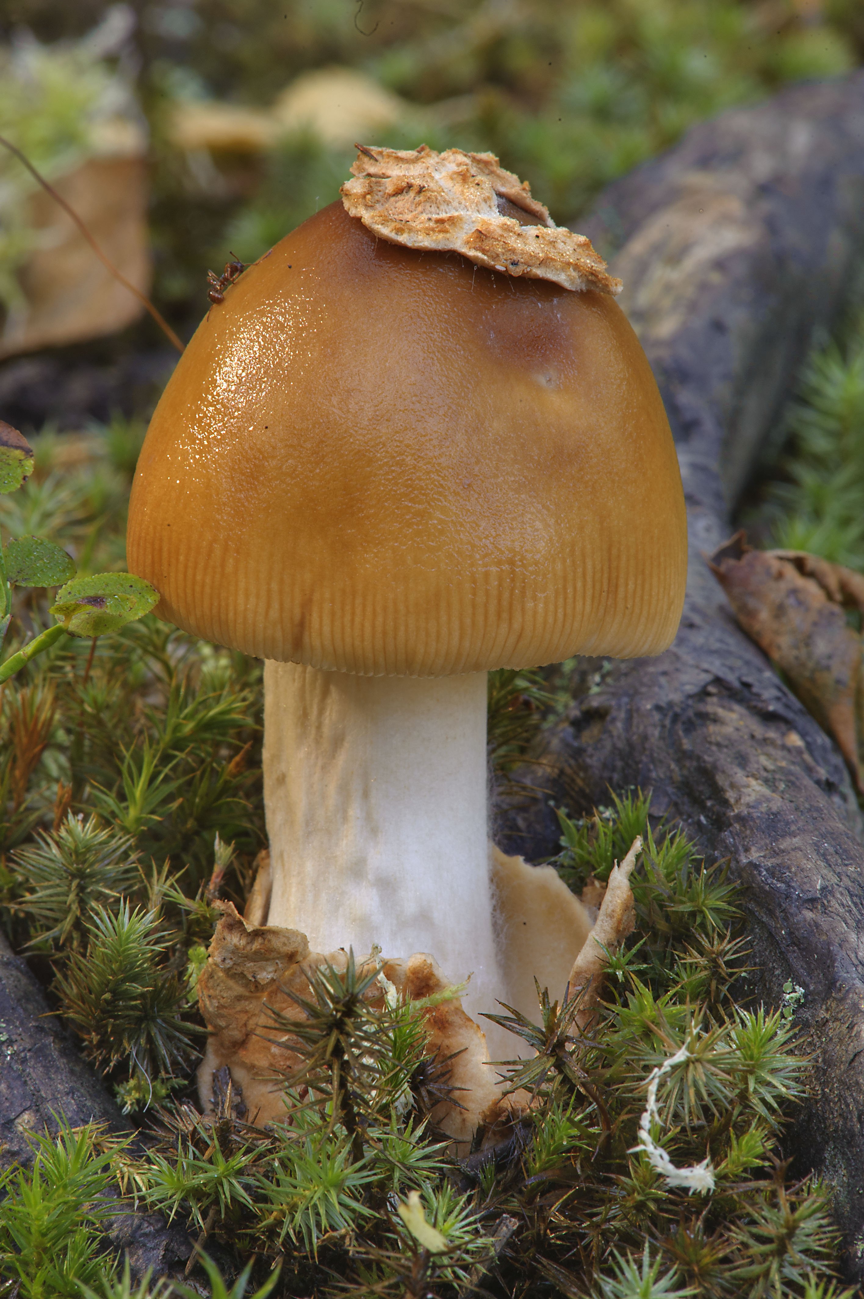съедобные грибы ивановской области фото