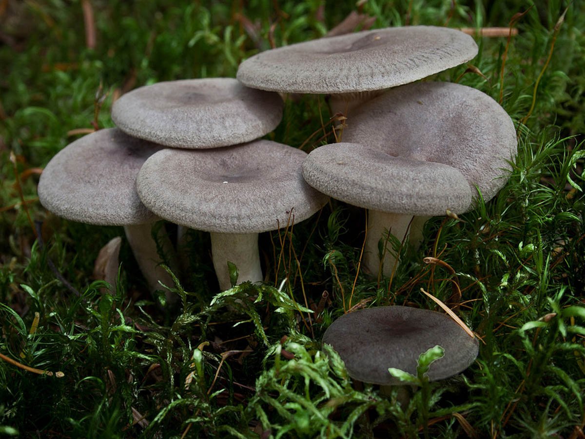 Грибы грузди. Млечник сосочковый, Lactarius Mammosus. Груздь сосочковый. Гриб млечник сосочковый. Грузди грибы.