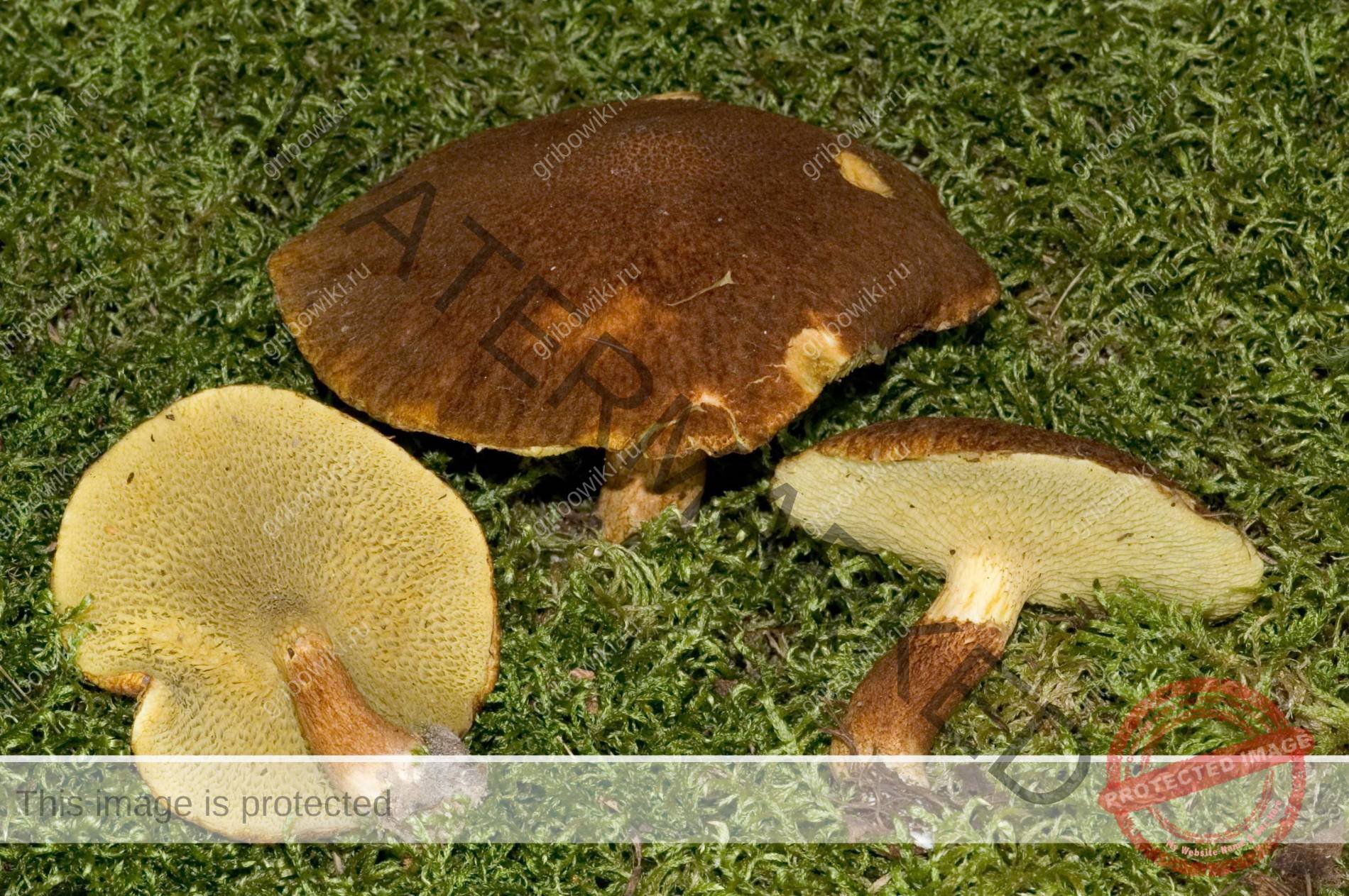 Трубчатый гриб 7. Моховик полоножковый. Масленок трубчатый или пластинчатый гриб. Трубчатые грибы фото. Трубчатые грибы фото и названия.