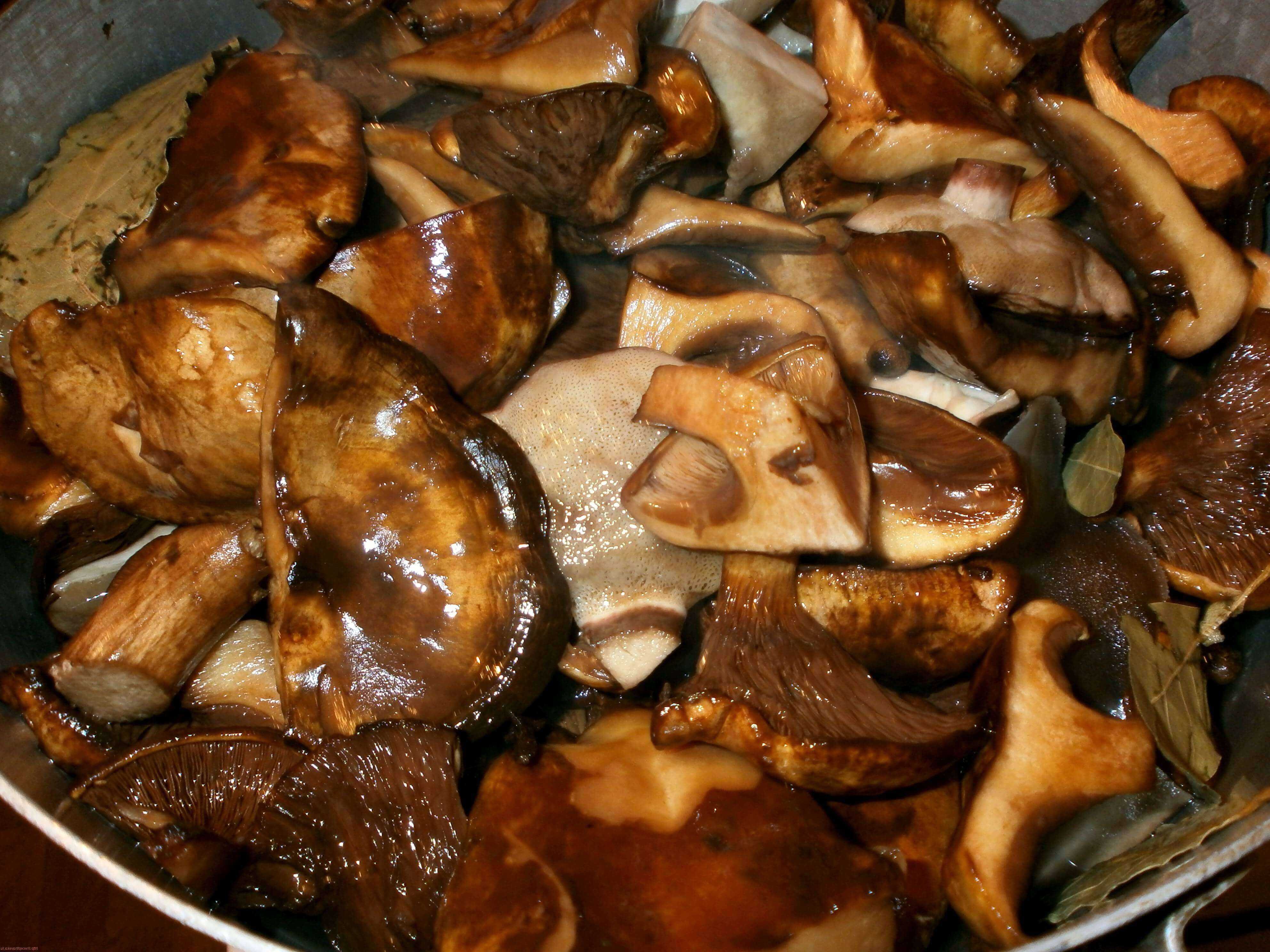Свинушки жареные — рецепт с фото пошагово . Как приготовить жареные грибы свинушки?