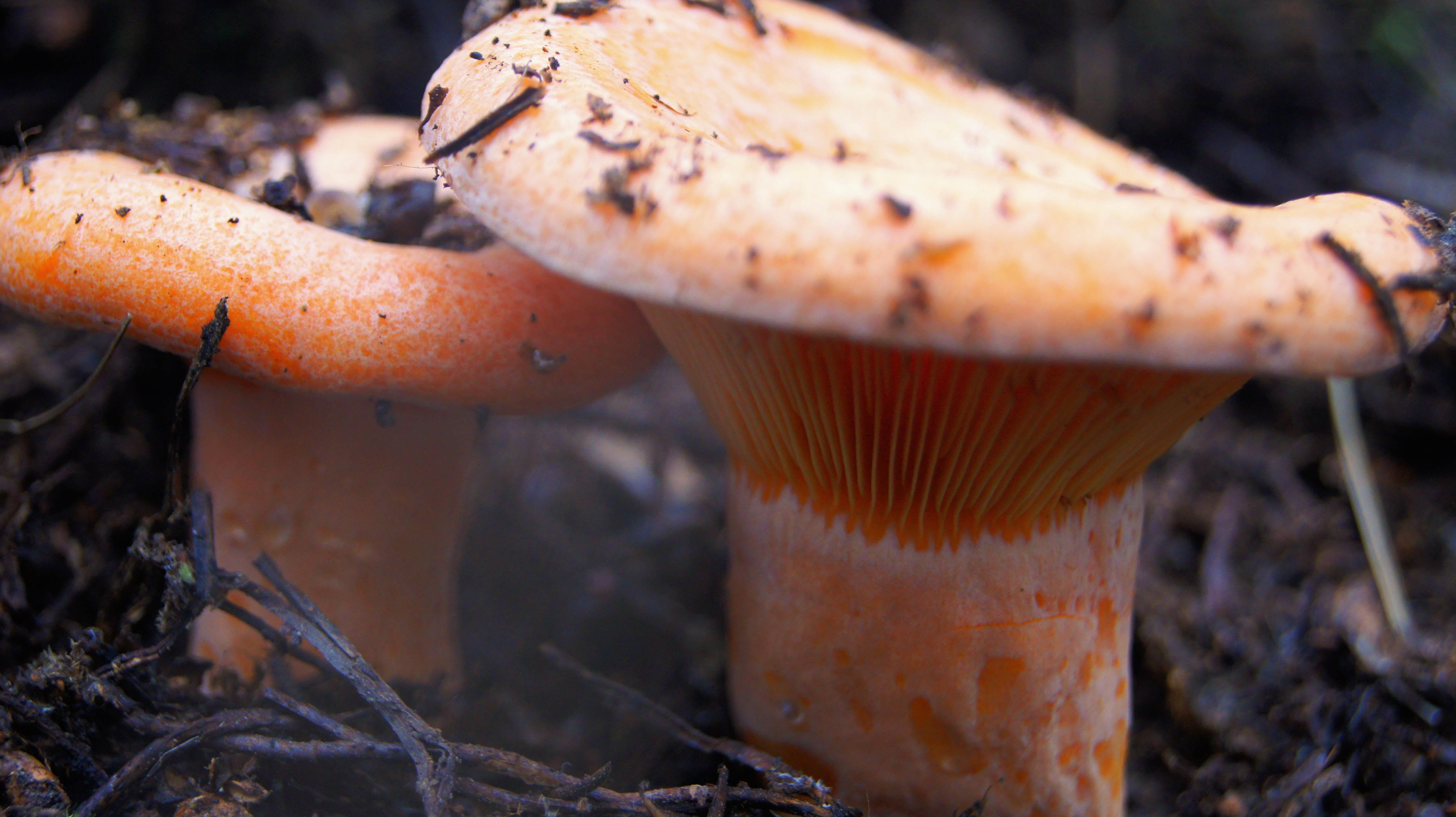 Желтые рыжики. Рыжик Сосновый/Боровой (Lactarius deliciosus);. Рыжики грибы Царский гриб. Lactarius badiosanguineus. Грузди рыжики.