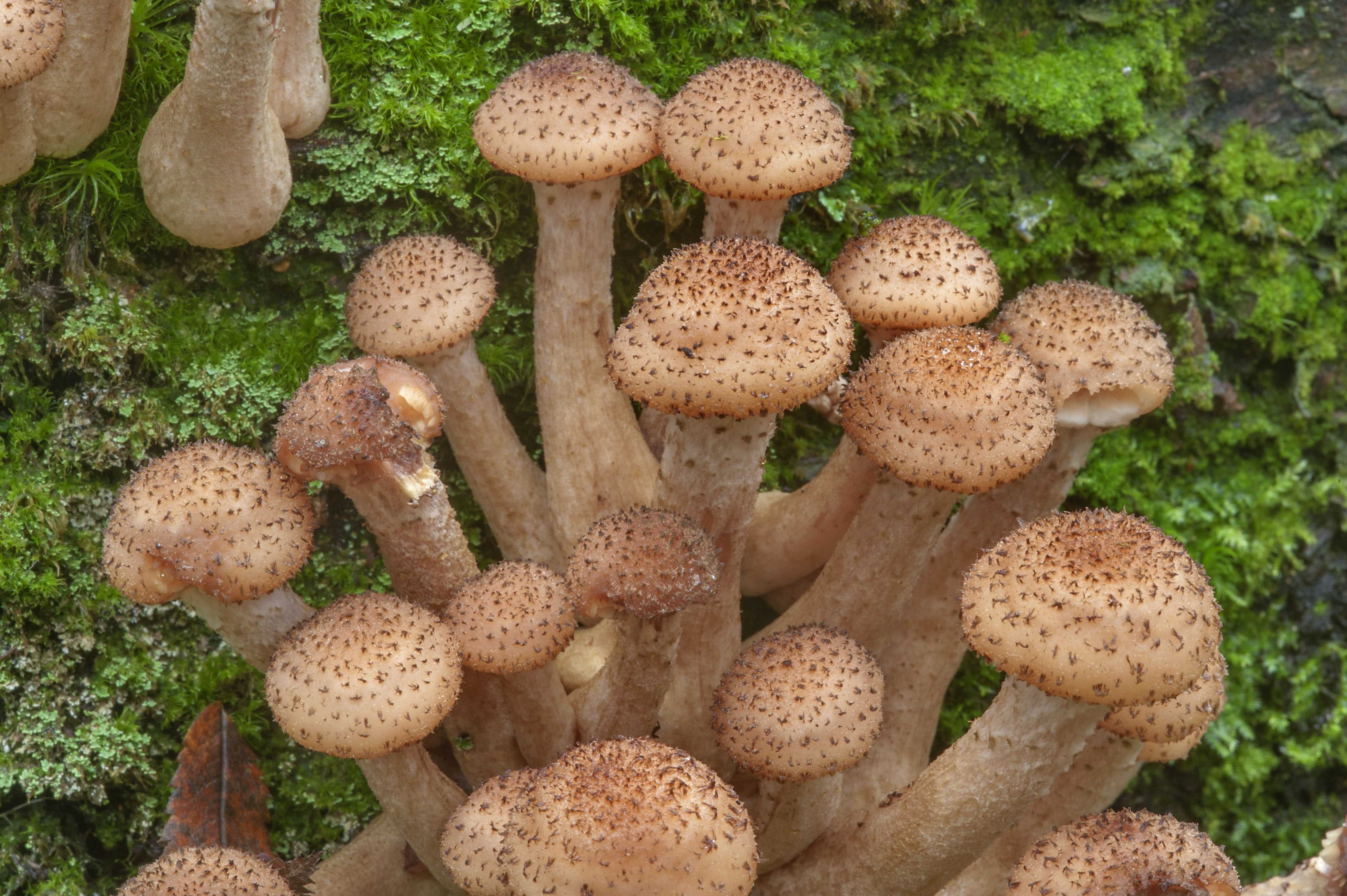 Северные опята грибы (56 фото) - 56 фото