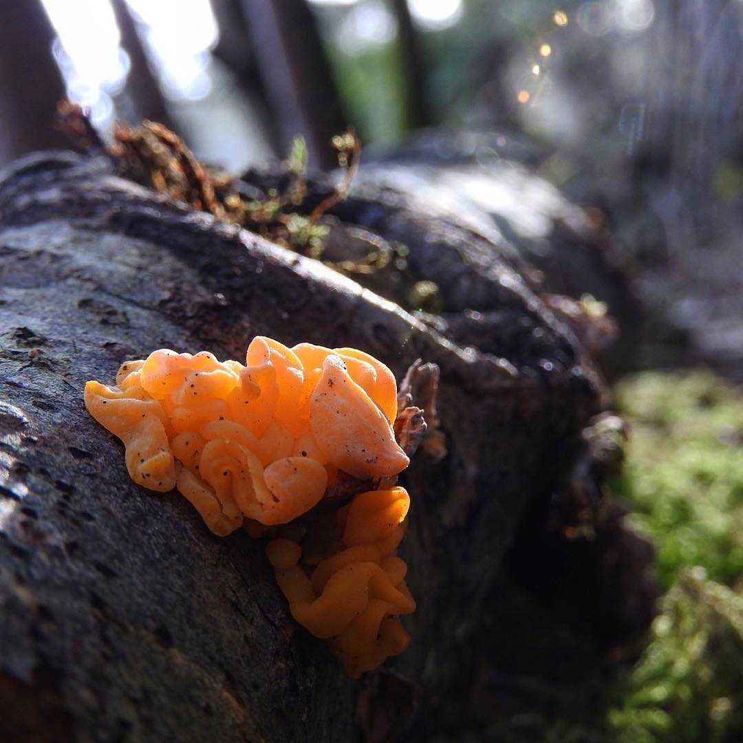 Гриб дрожалка. Дрожалка оранжевая (Tremella mesenterica). Дрожалка оранжевая съедобный гриб. Дрожалка Лиственная Phaeotremella frondosa. Слизевик Дрожалка оранжевая.