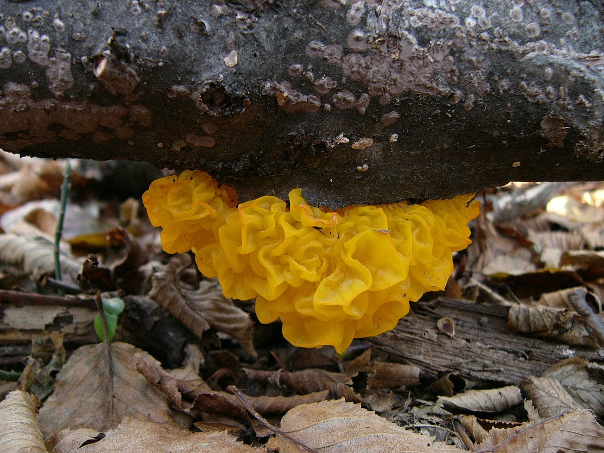 Гриб дрожалка. Дрожалка оранжевая (Tremella mesenterica). Дрожалка золотистая. Дрожалка оранжевая съедобный гриб. Дрожалка листоватая Tremella foliacea.