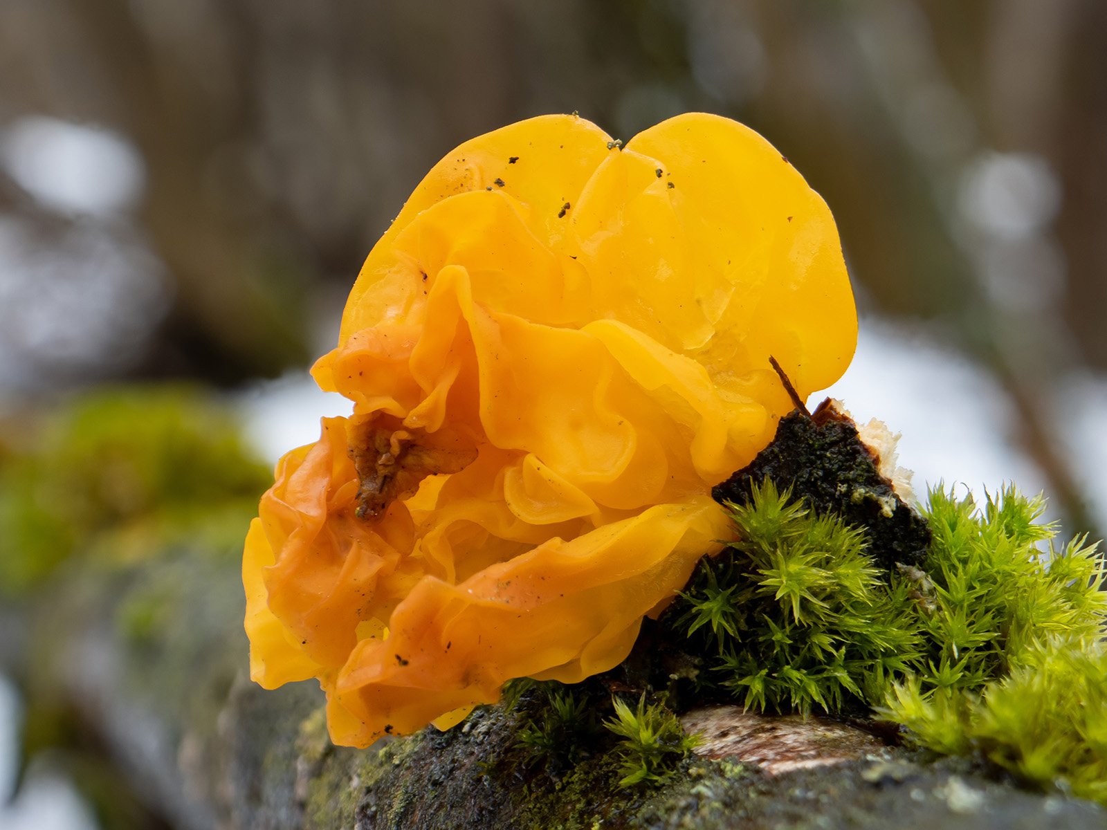 Гриб дрожалка. Дрожалка оранжевая гриб. Дрожалка оранжевая (Tremella mesenterica). Дрожалка оранжевая съедобный гриб. Слизевик Дрожалка оранжевая.