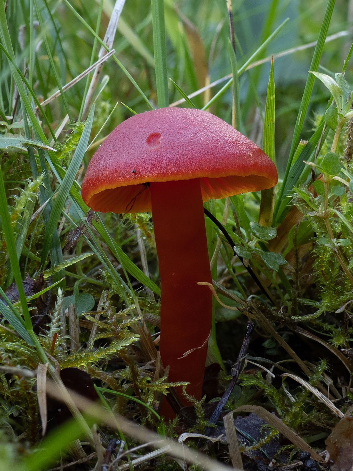 Пост красный гриб