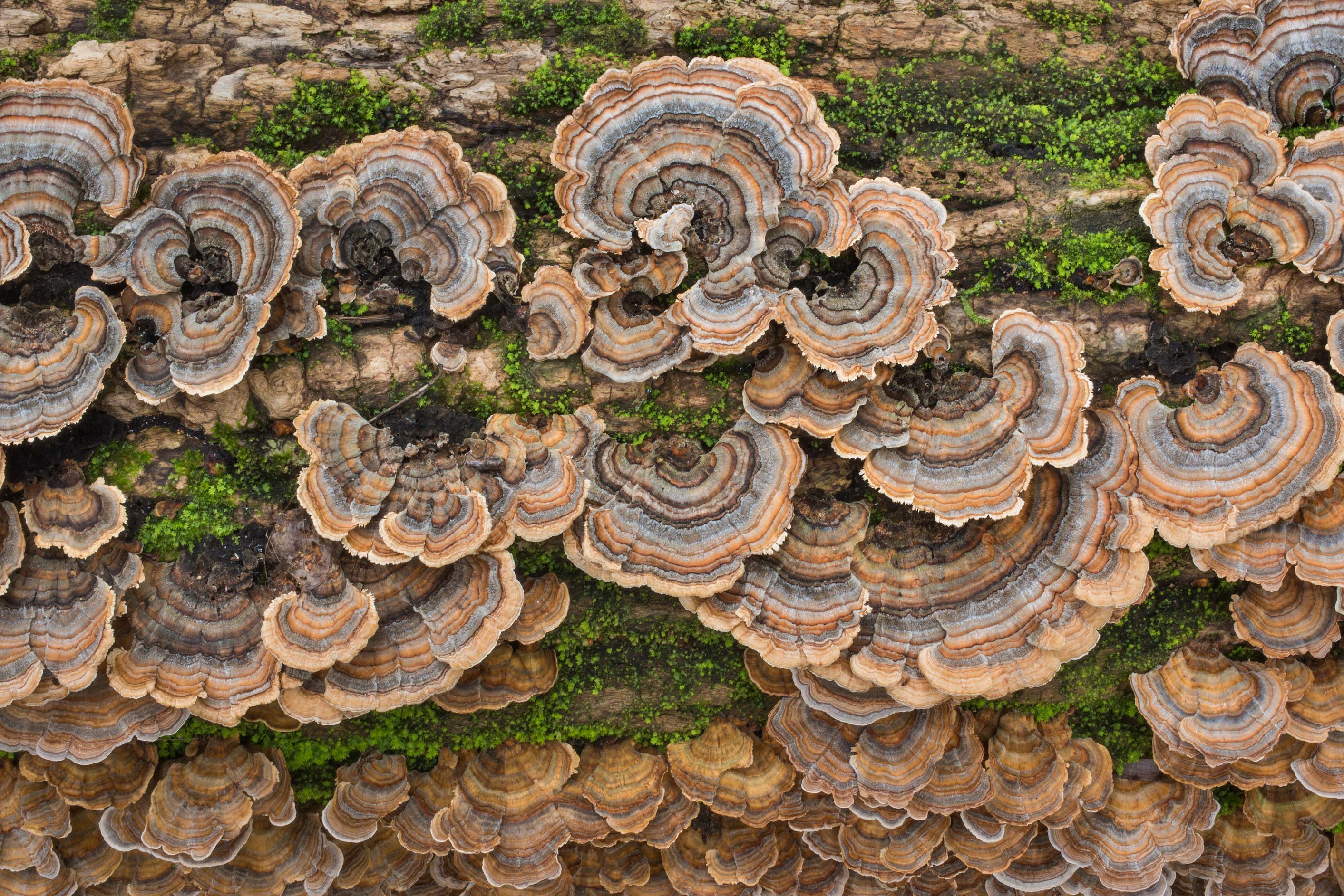 Траметес разноцветный. Трутовик Траметес. Trametes versicolor. Трутовик Траметес разноцветный TRAMETIC vercicolor. Trametes versicolor — трутовик разноцветный, «хвост индейки».