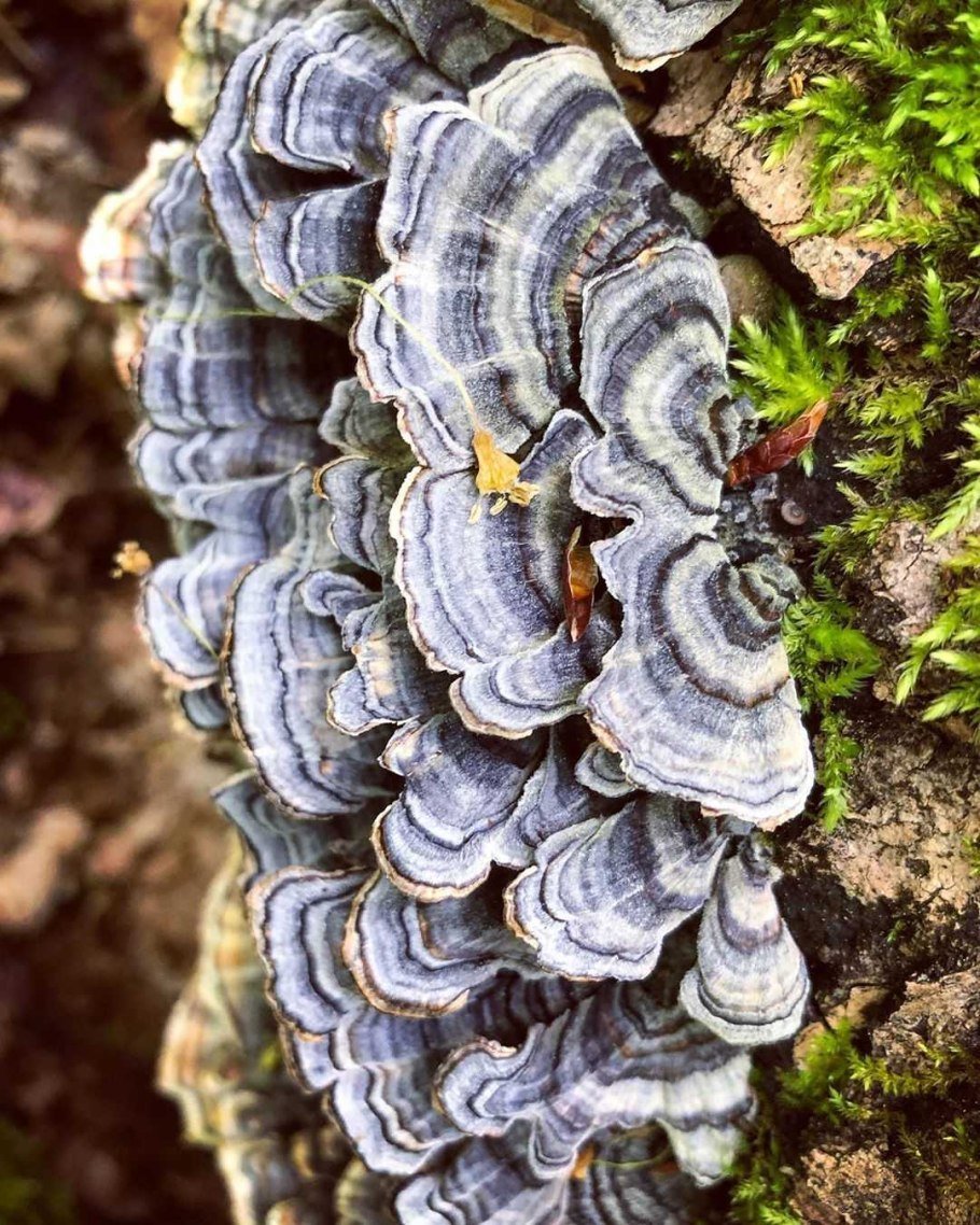 Trametes versicolor