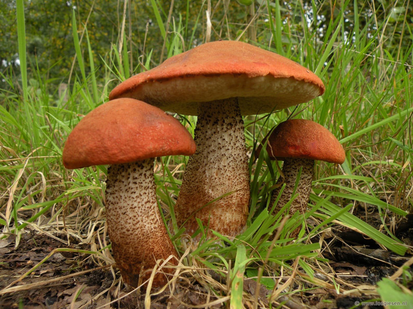Подосиновик благородный гриб. Подосиновик красноголовик. Подосиновик жёлто-бурый. Подосиновик красный. Подосиновик красный (Leccinum aurantiacum).