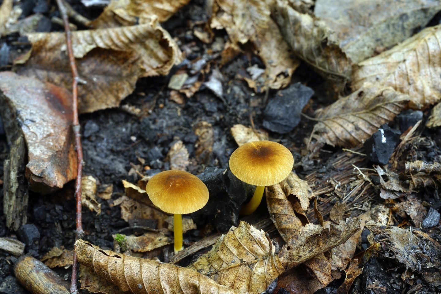 9 грибов. Несъедобные грибы Краснодарского края. Олейник гриб. Съедобные грибы Краснодарского края. Грибы Туапсинского района съедобные.