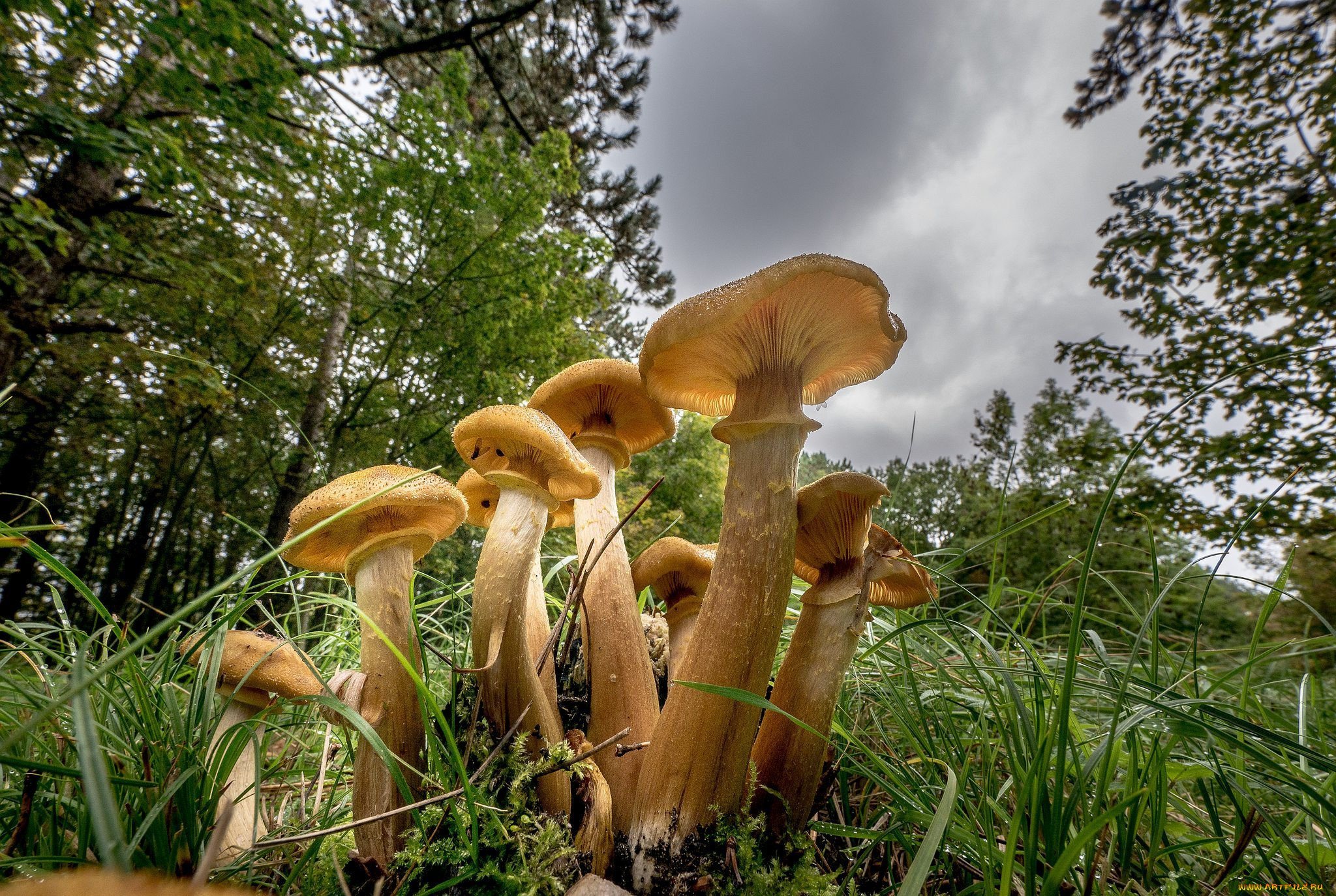 Мир природы грибы. Опята Вязовики. Медовые грибы Armillaria mellea. Опята грибы. Опенок обыкновенный.
