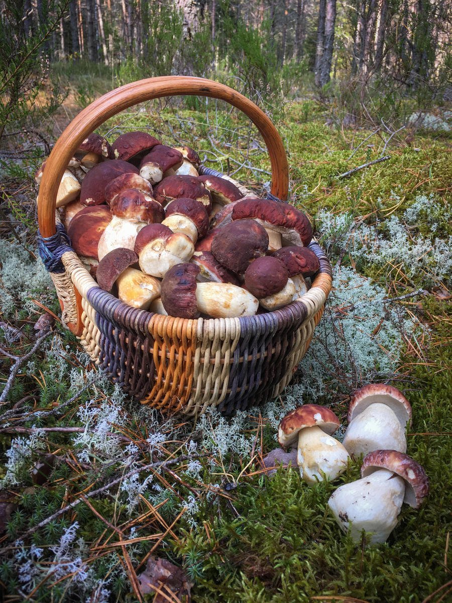 Свежие грибы и ягоды. Сбор грибов Боровиков в лесу. Корзина с грибами. Грибочки в корзине. Много грибов.