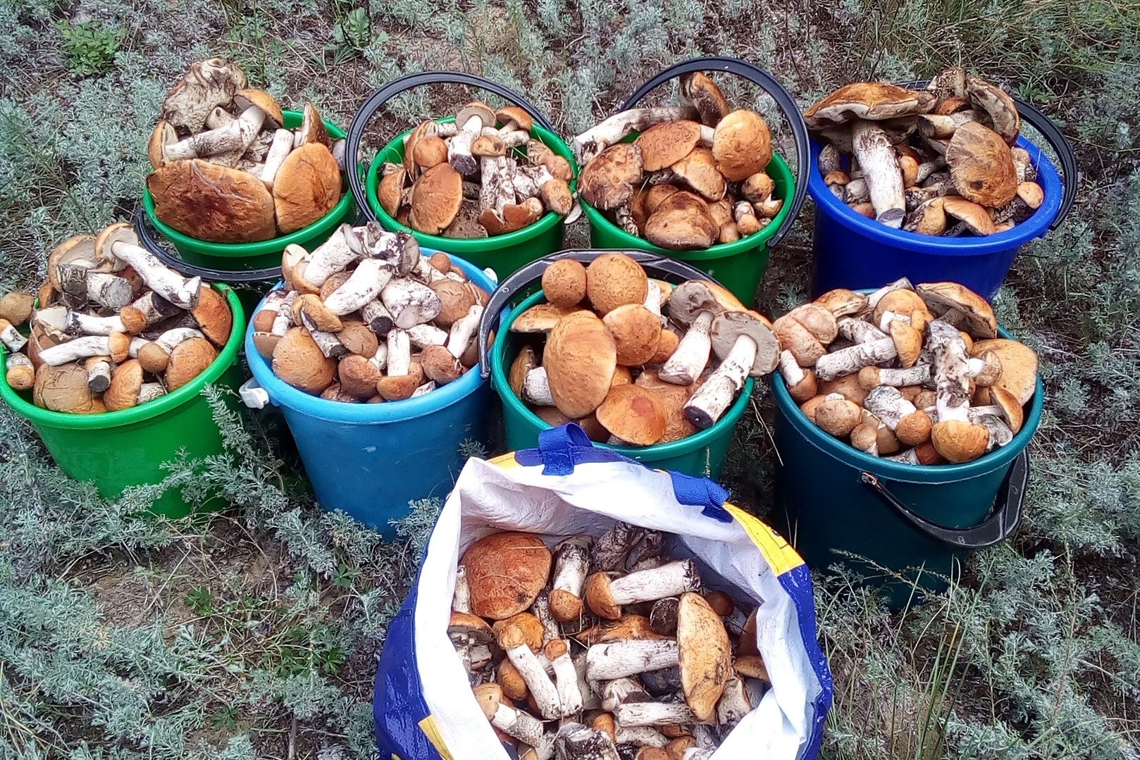 Какие грибы собирают в апреле. Грибы в октябре. Грибы Волгоградской области. Сбор грибов. Грибы и грибники Волгоградской.