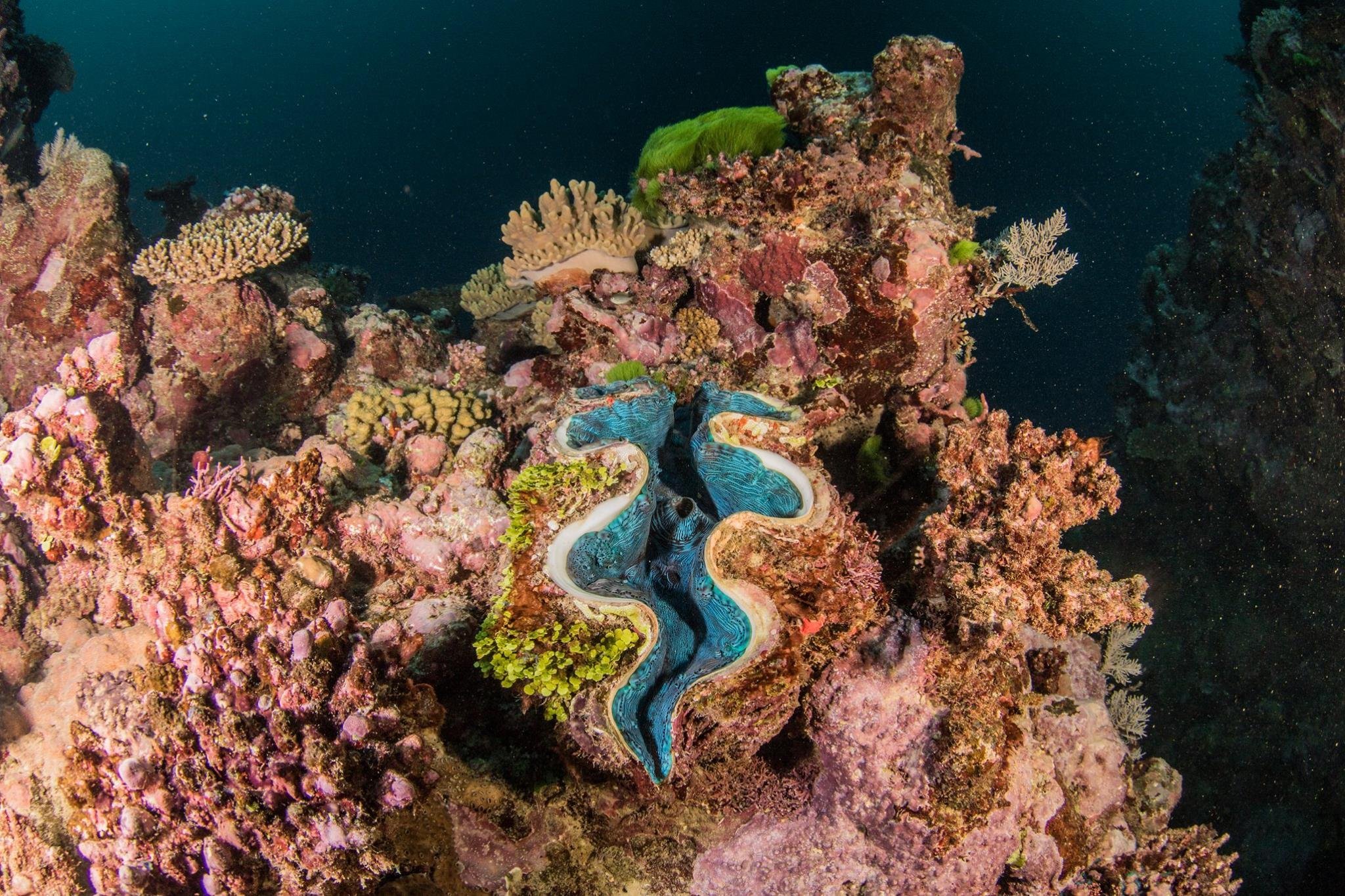 Самый большой коралл в мире