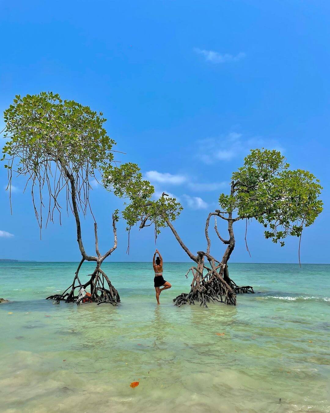 40 островов. Хэвлок остров. Andaman Венесуэла. Большие лиственные деревья Андаман Индия. Дуб Андаман Dew.