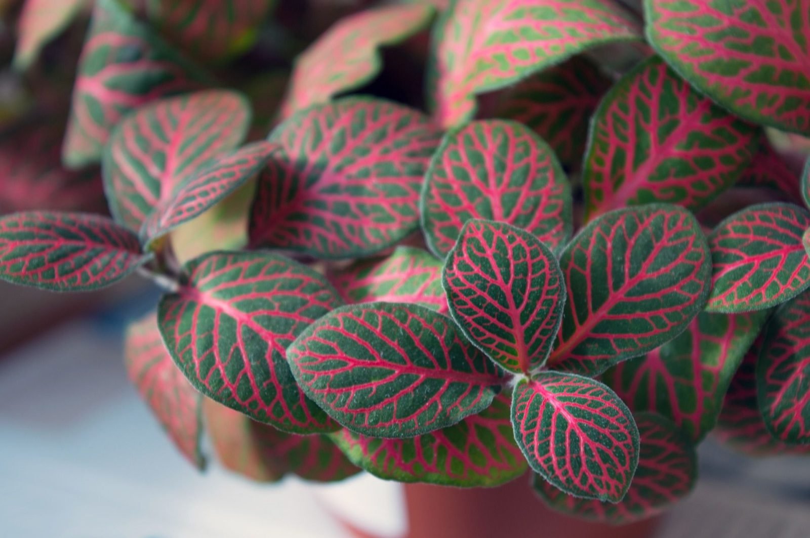 растение с разноцветными листьями название фото