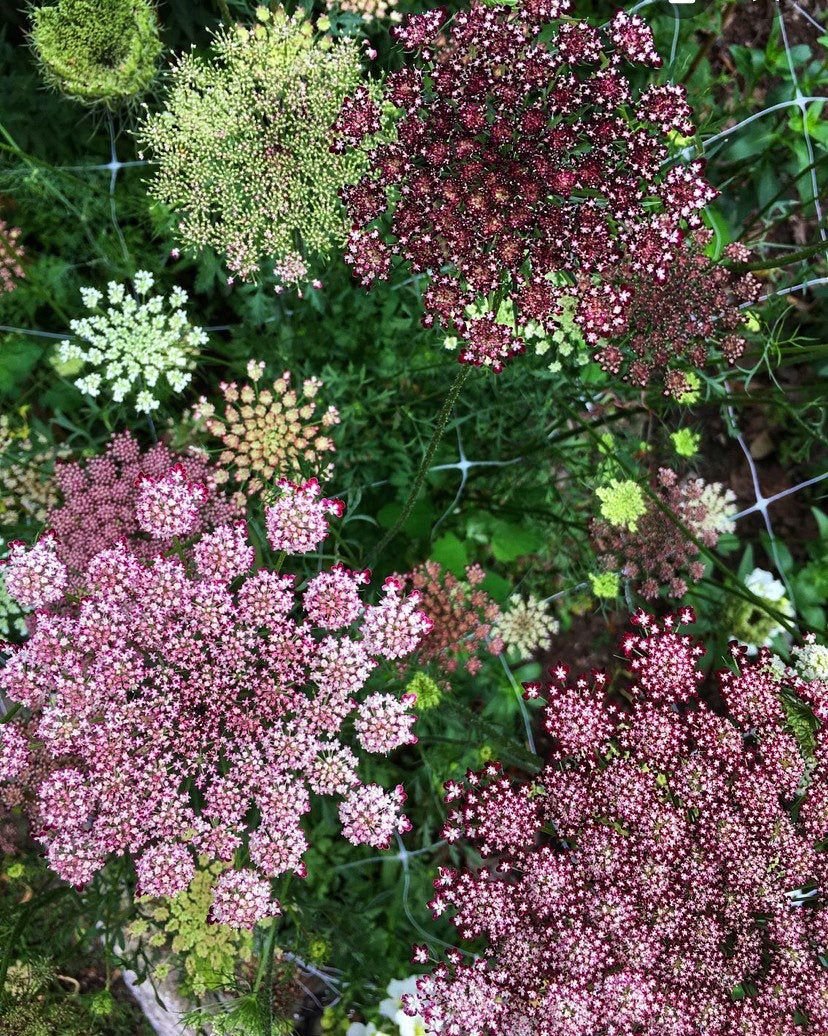 РђРјРјРё Daucus carota dara