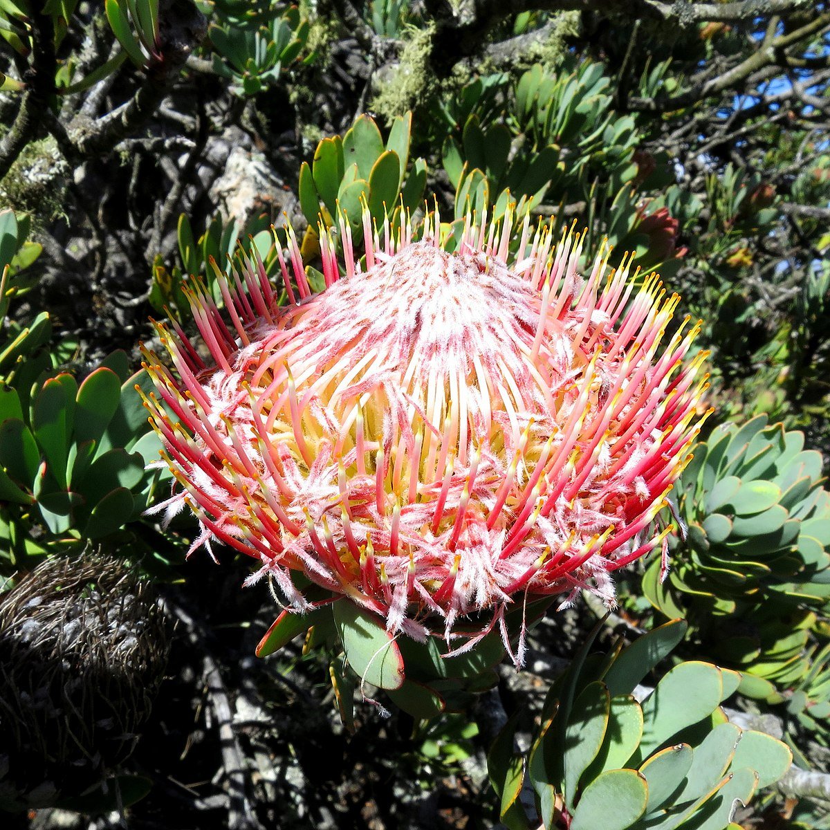 Protea lepidocarpodendron