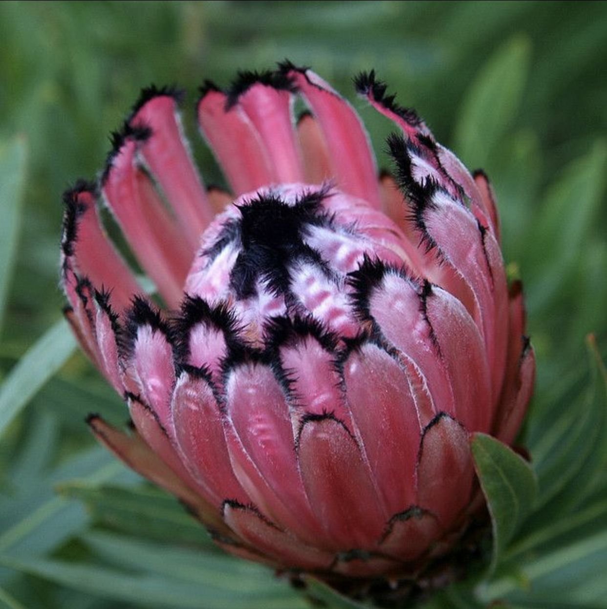 Protea neriifolia