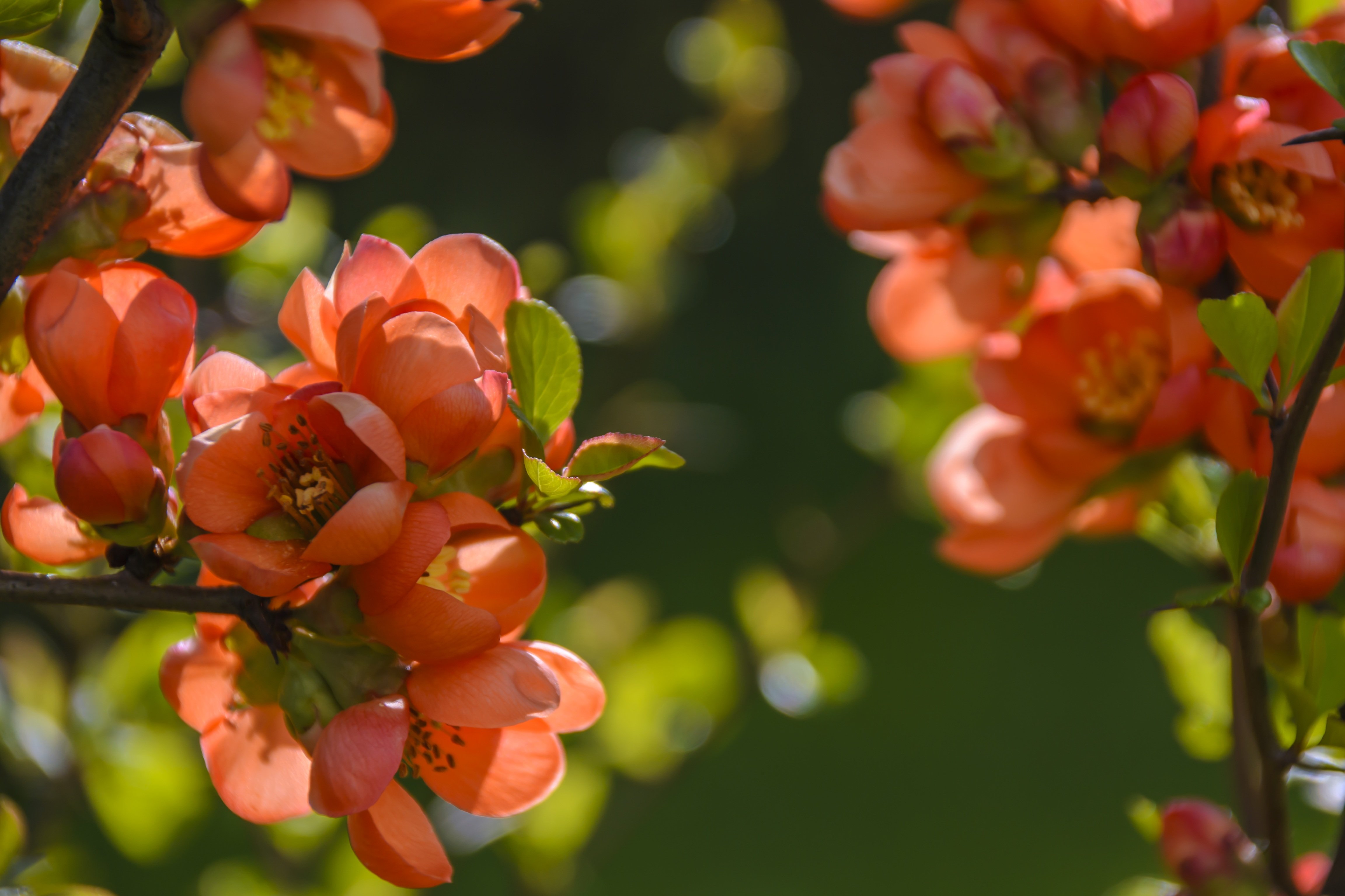 Цветы хурмы. Персиковые цветы. Кустарник с персиковыми цветами. Кустарник с оранжевыми цветами цветет весной. Кустарник оранжево персиковые цветы.